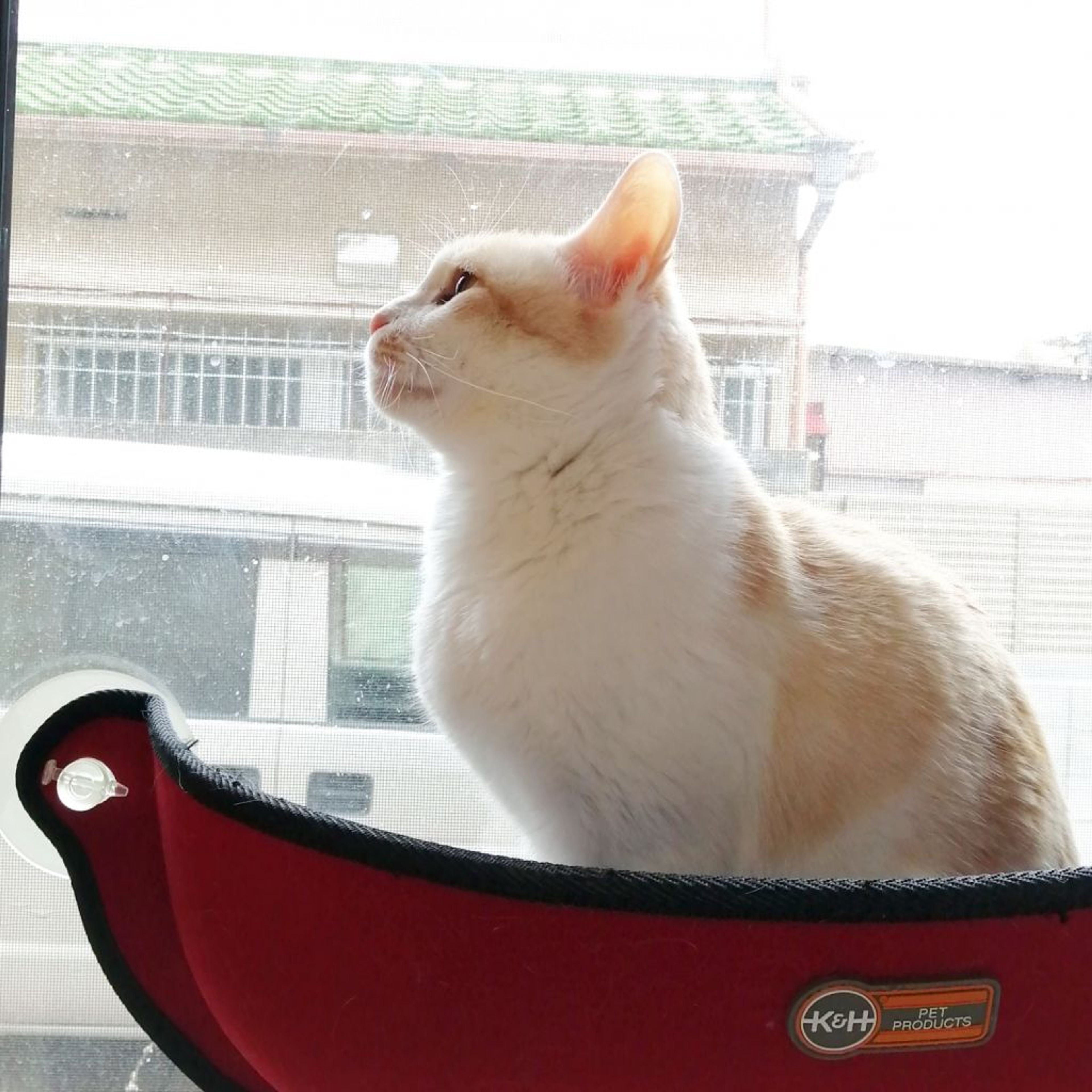 pet-image-4