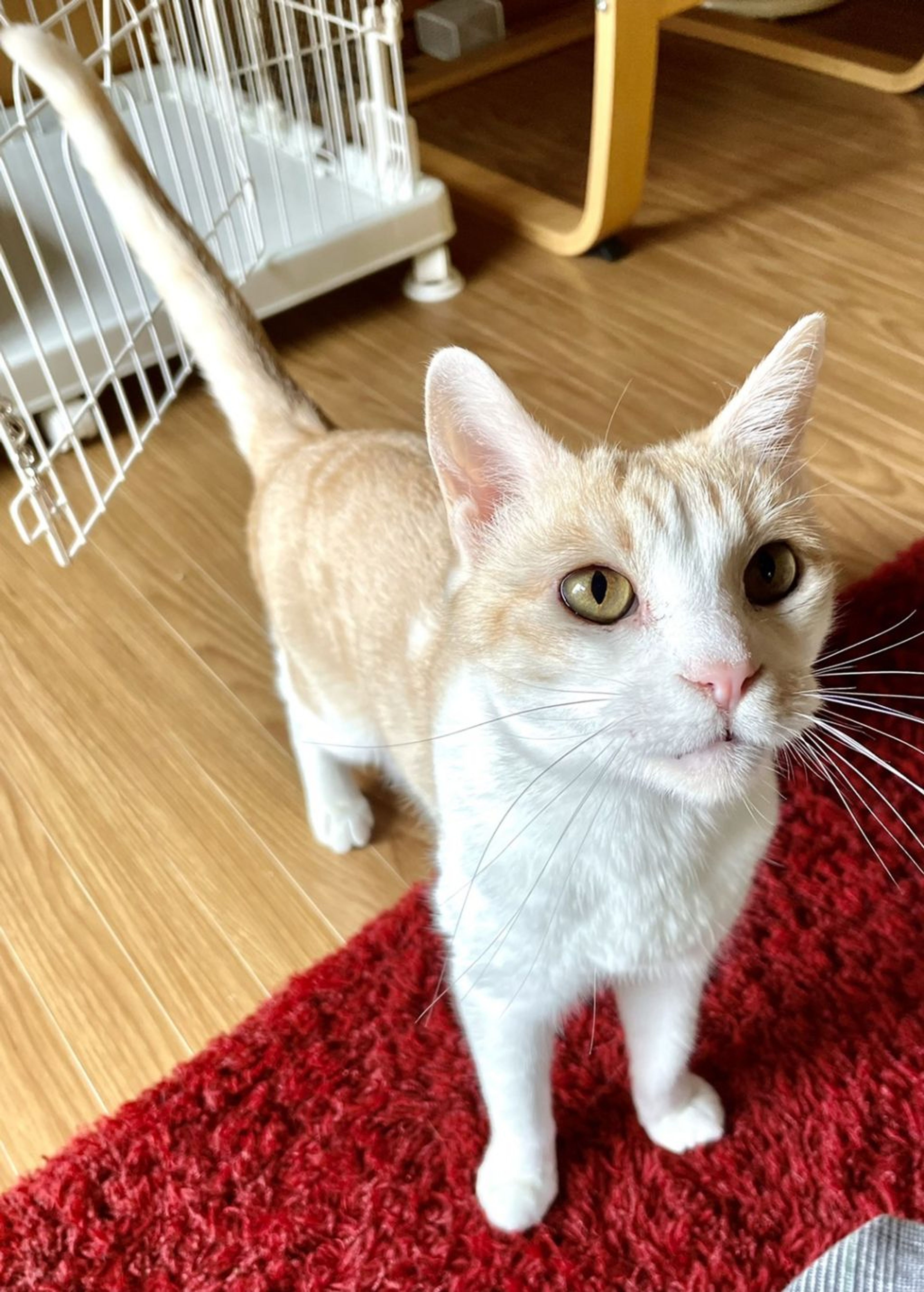 pet-image-5