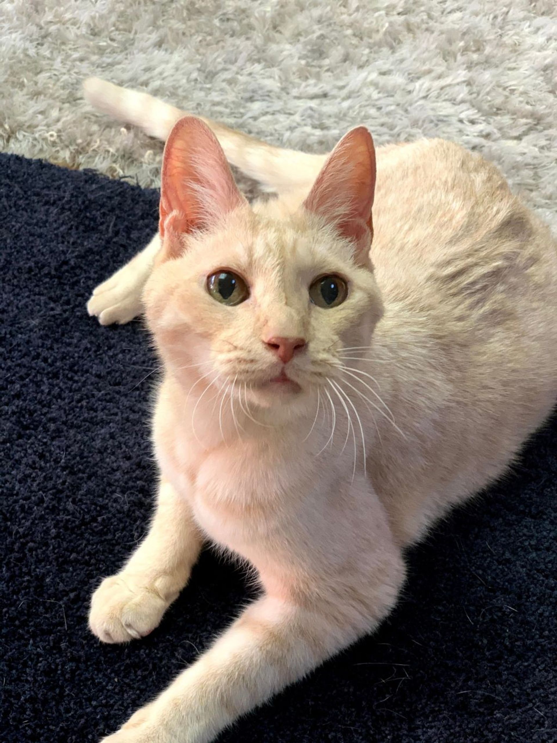 雑種（ミックス猫）・オスの里親募集の写真