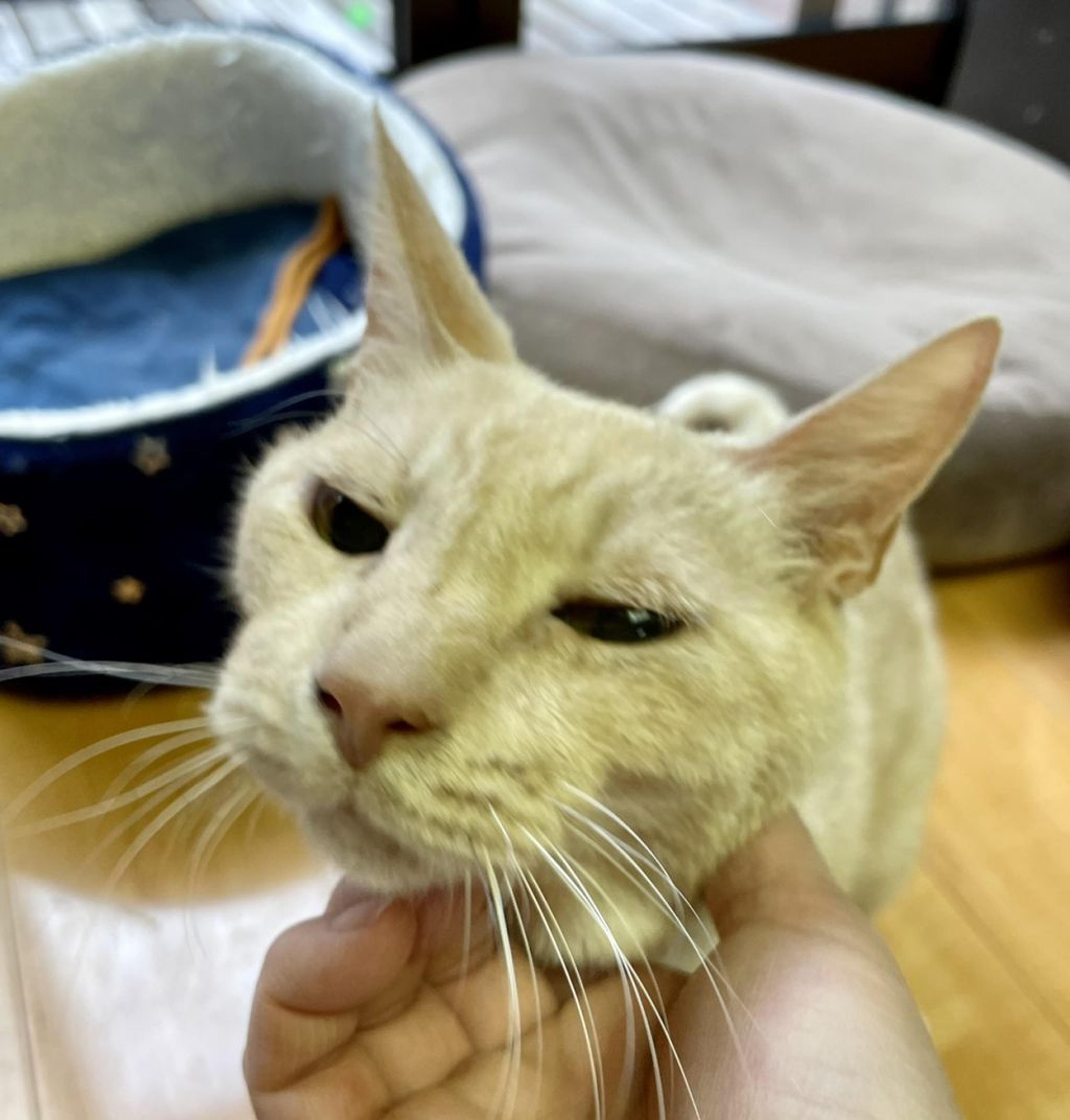 pet-image-2