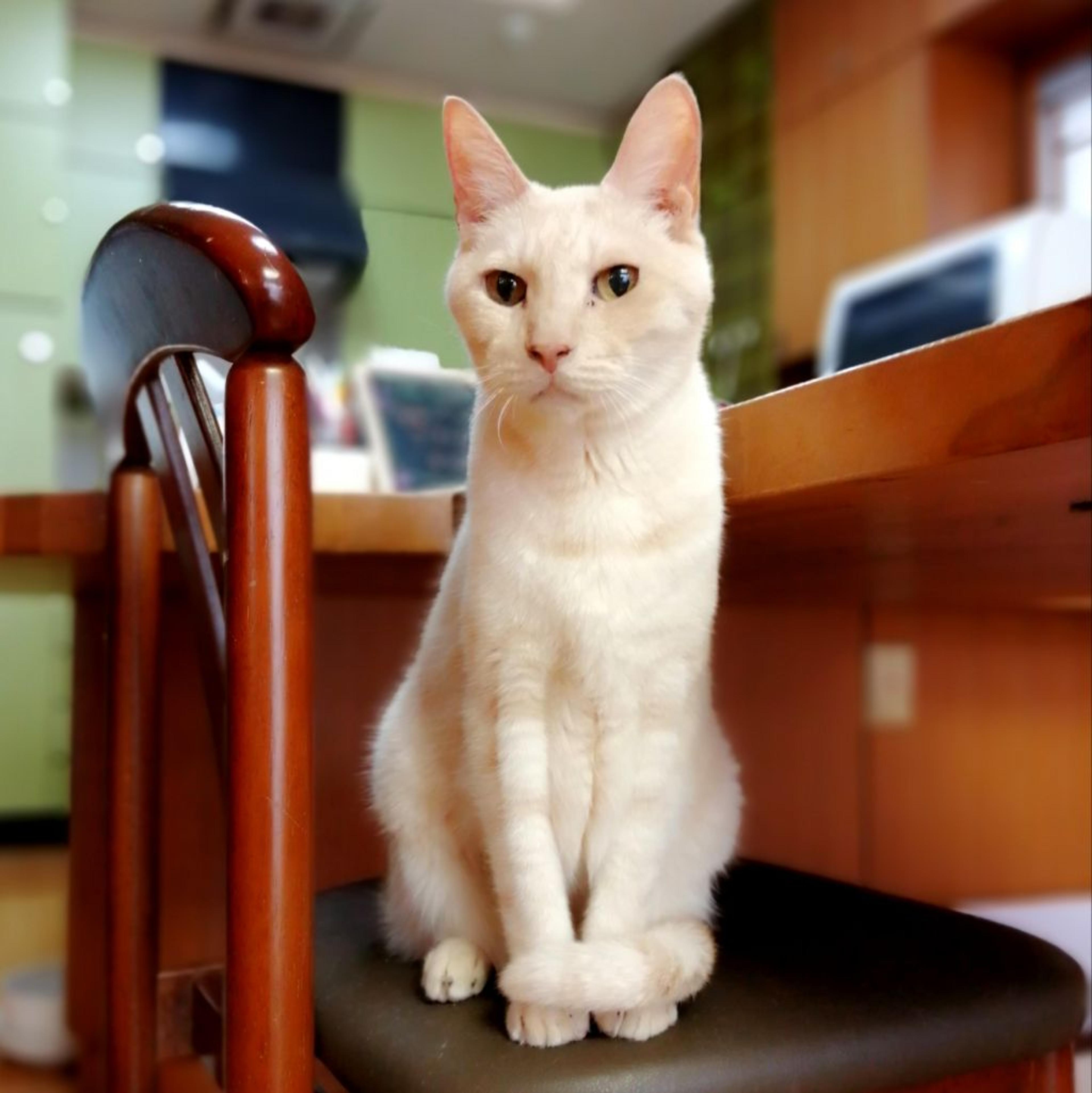 pet-image-3