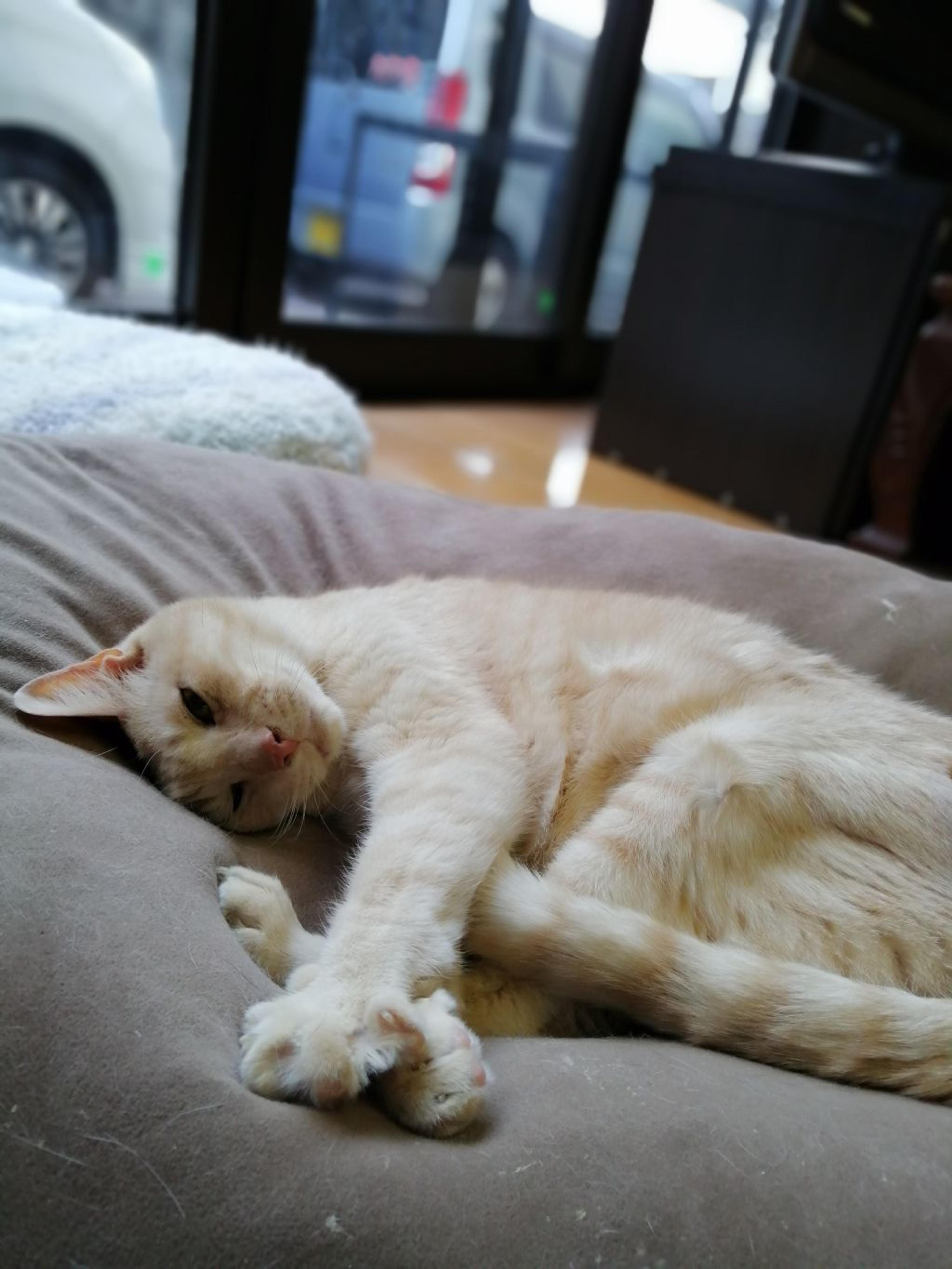 pet-image-4