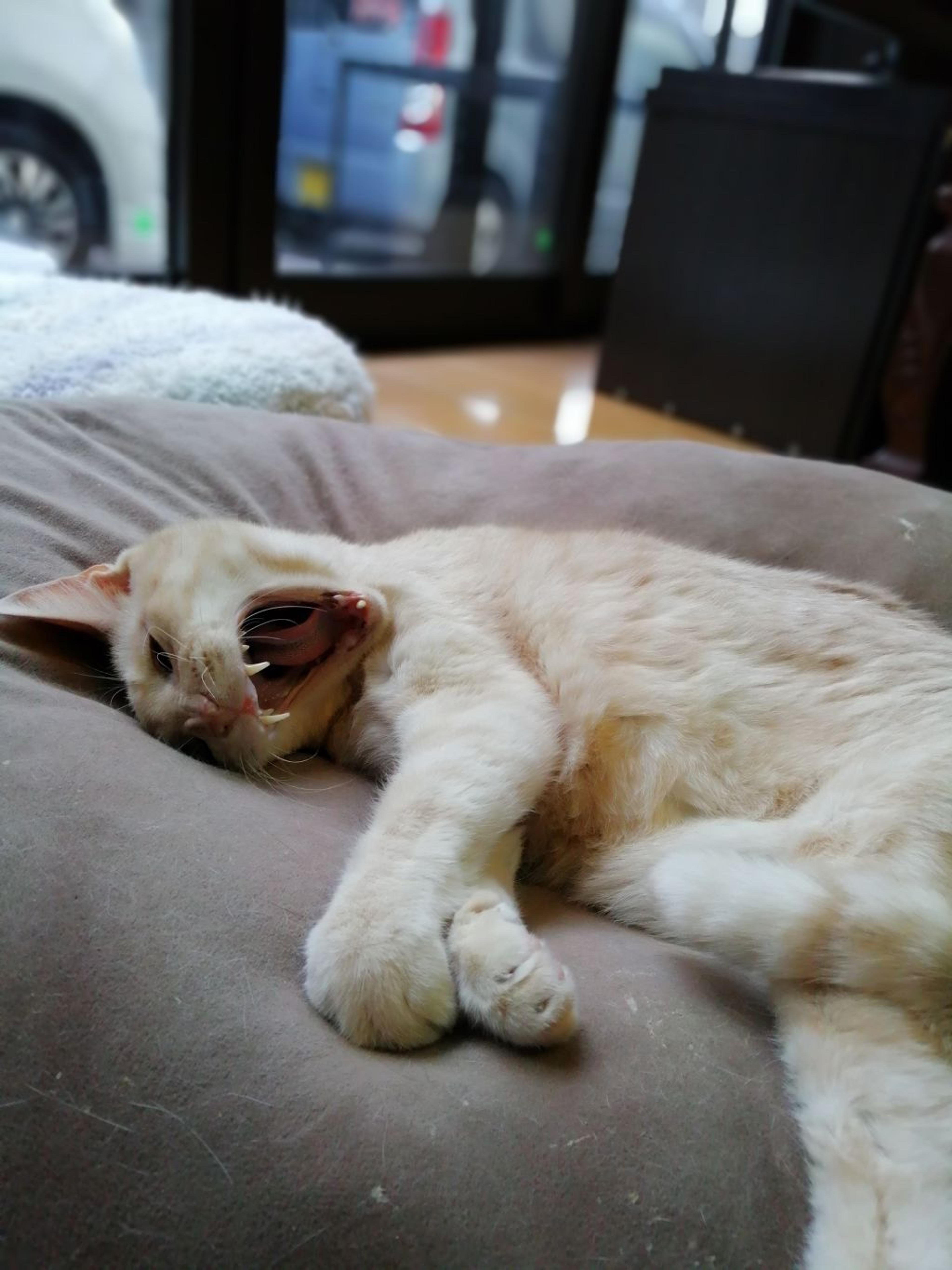 pet-image-5