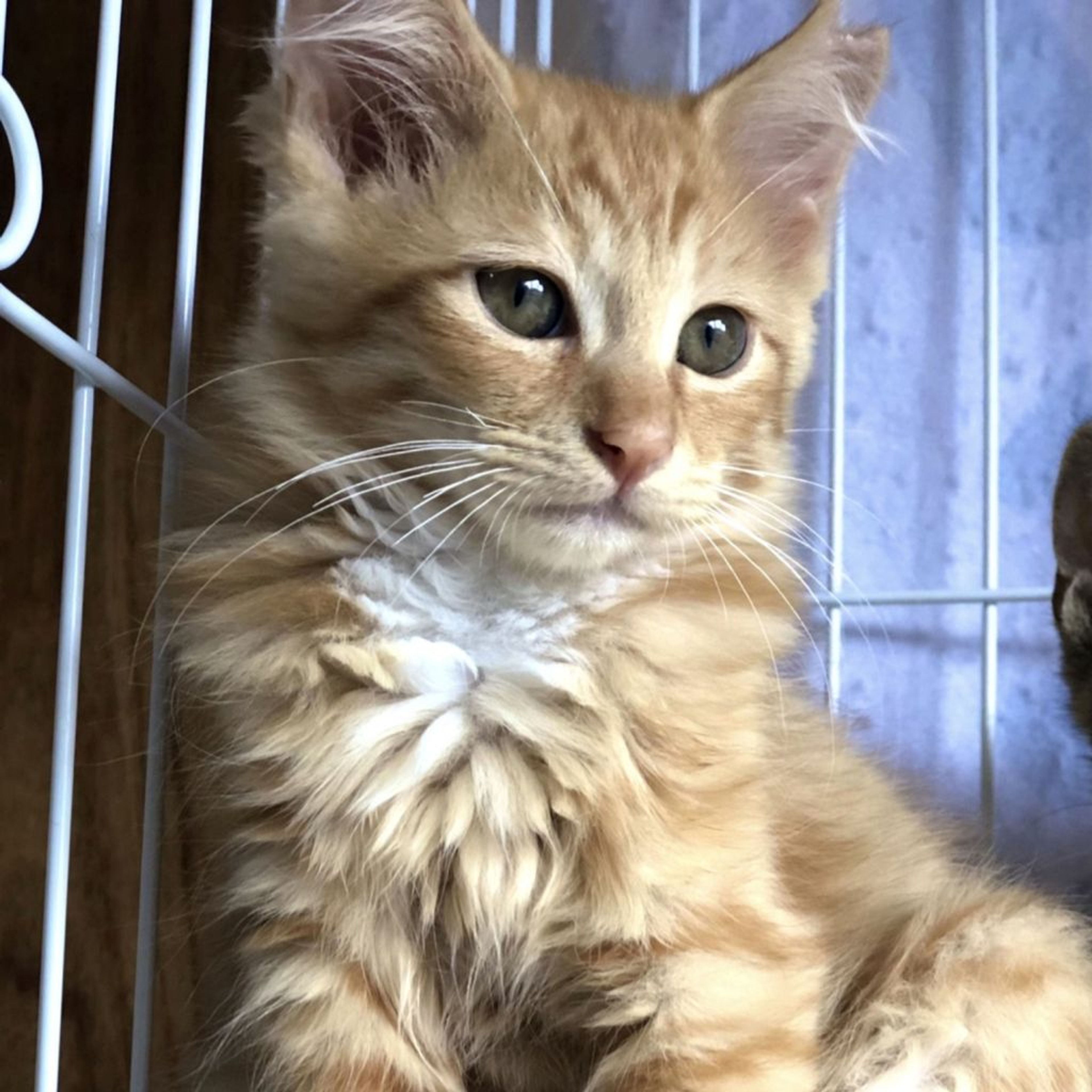 雑種（ミックス猫）・メスの里親募集の写真