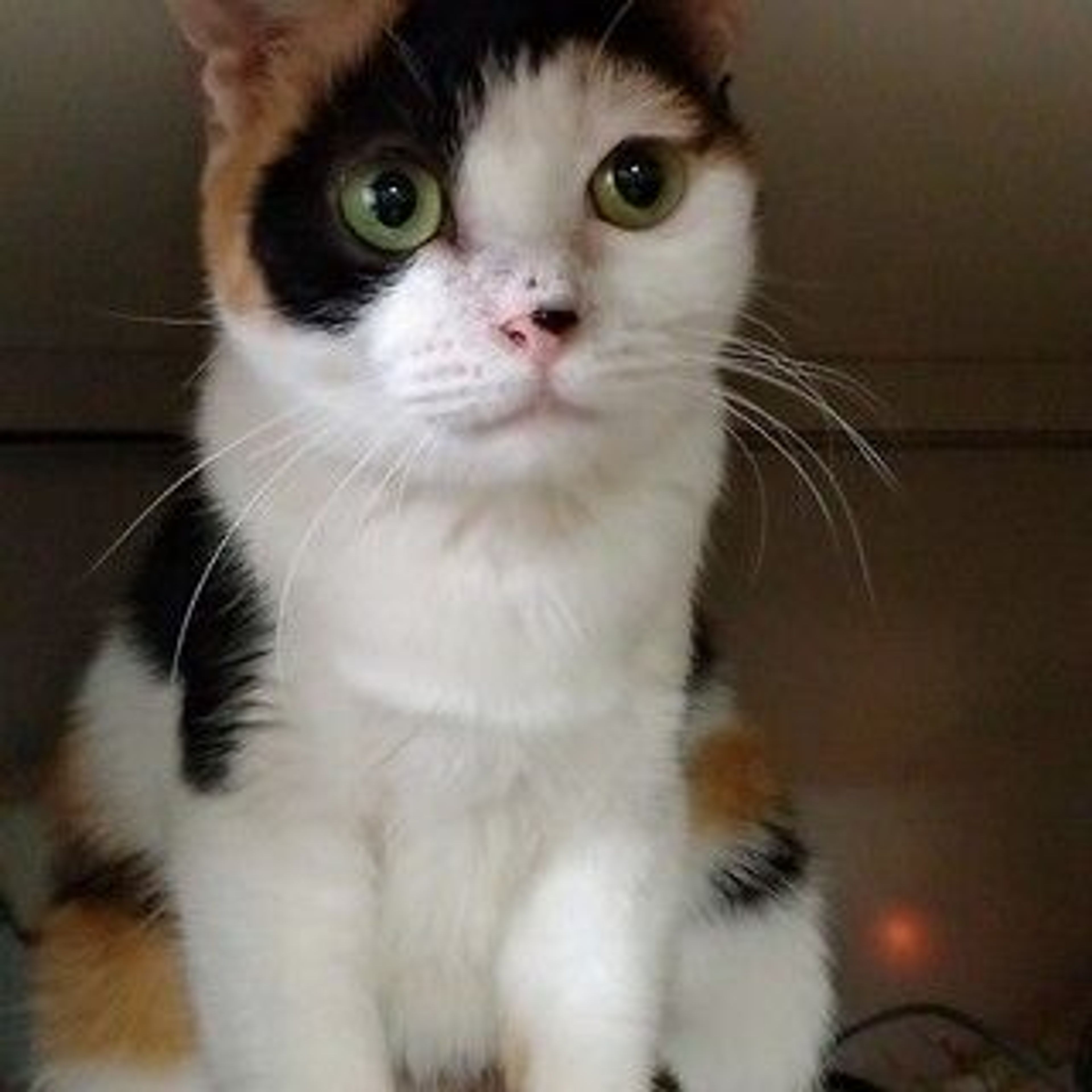 雑種（ミックス猫）・メスの里親募集の写真