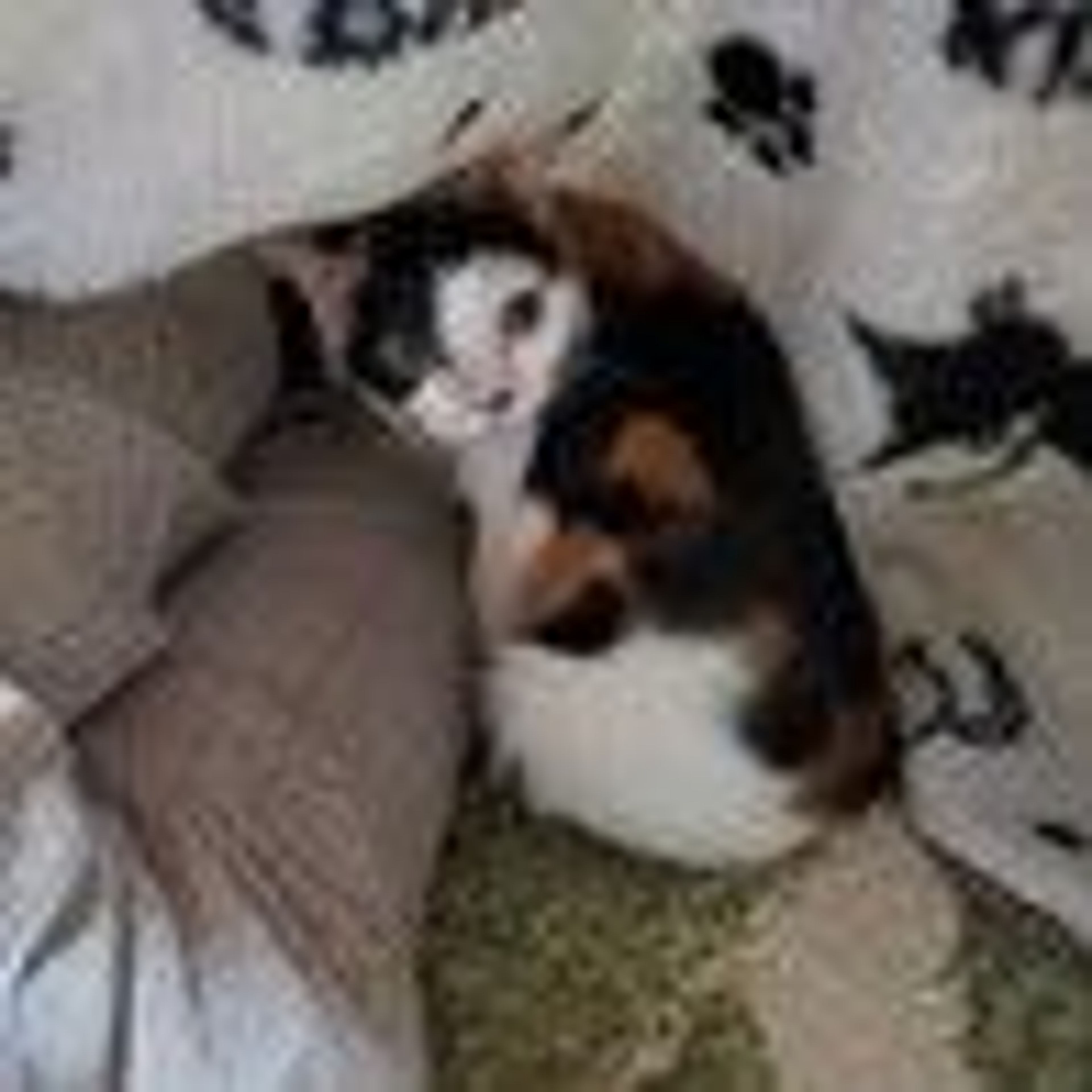 pet-image-2