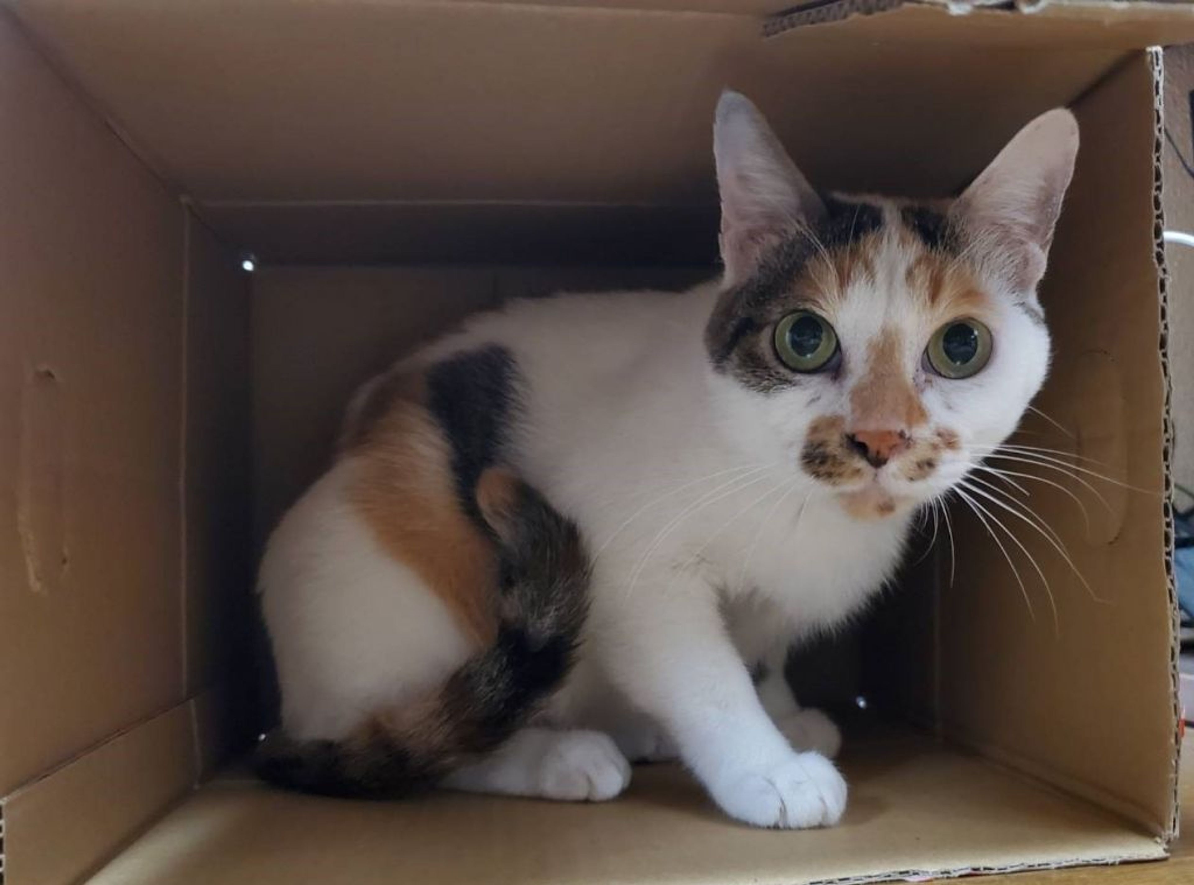 雑種（ミックス猫）・メスの里親募集の写真