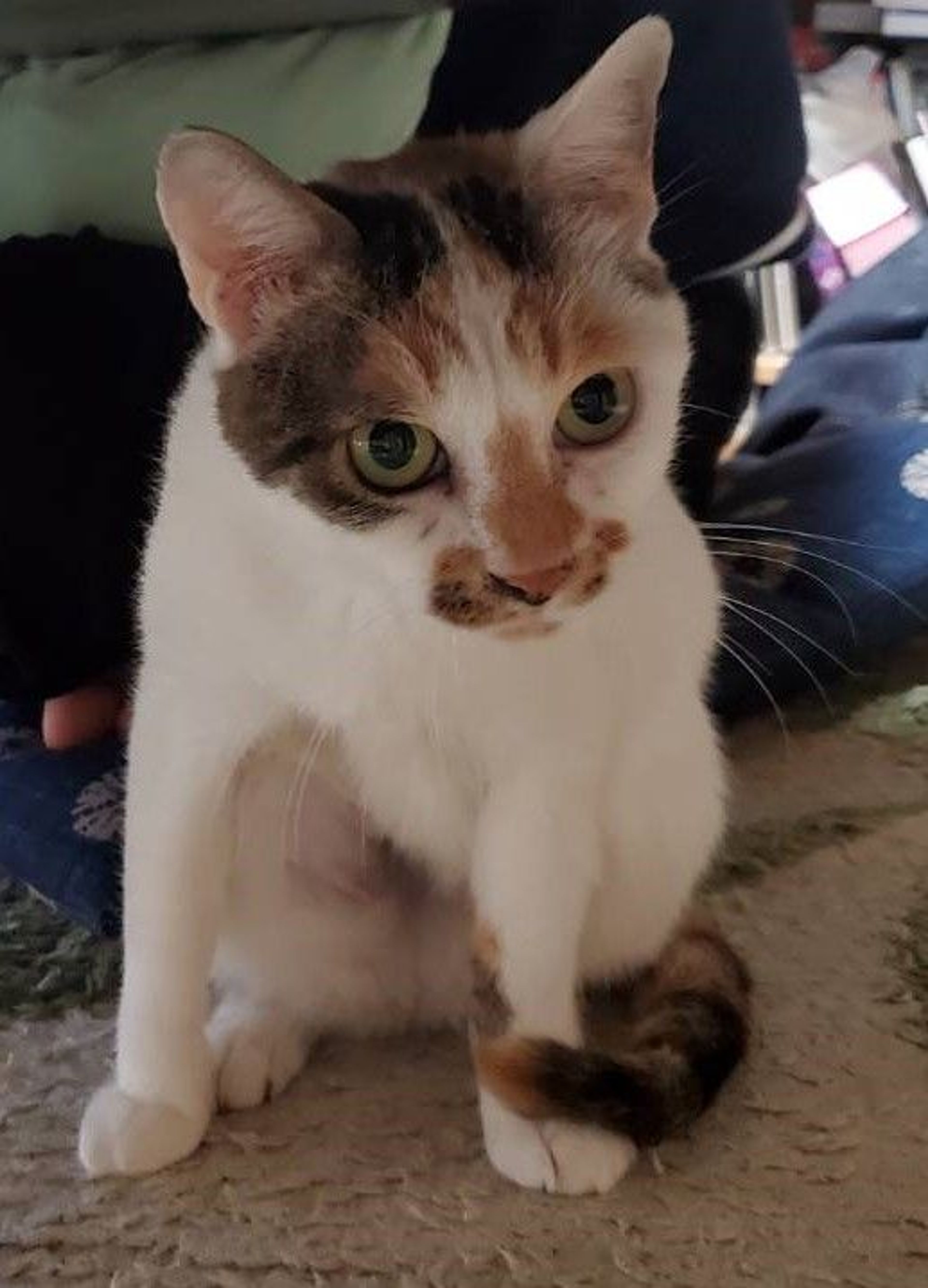 pet-image-2