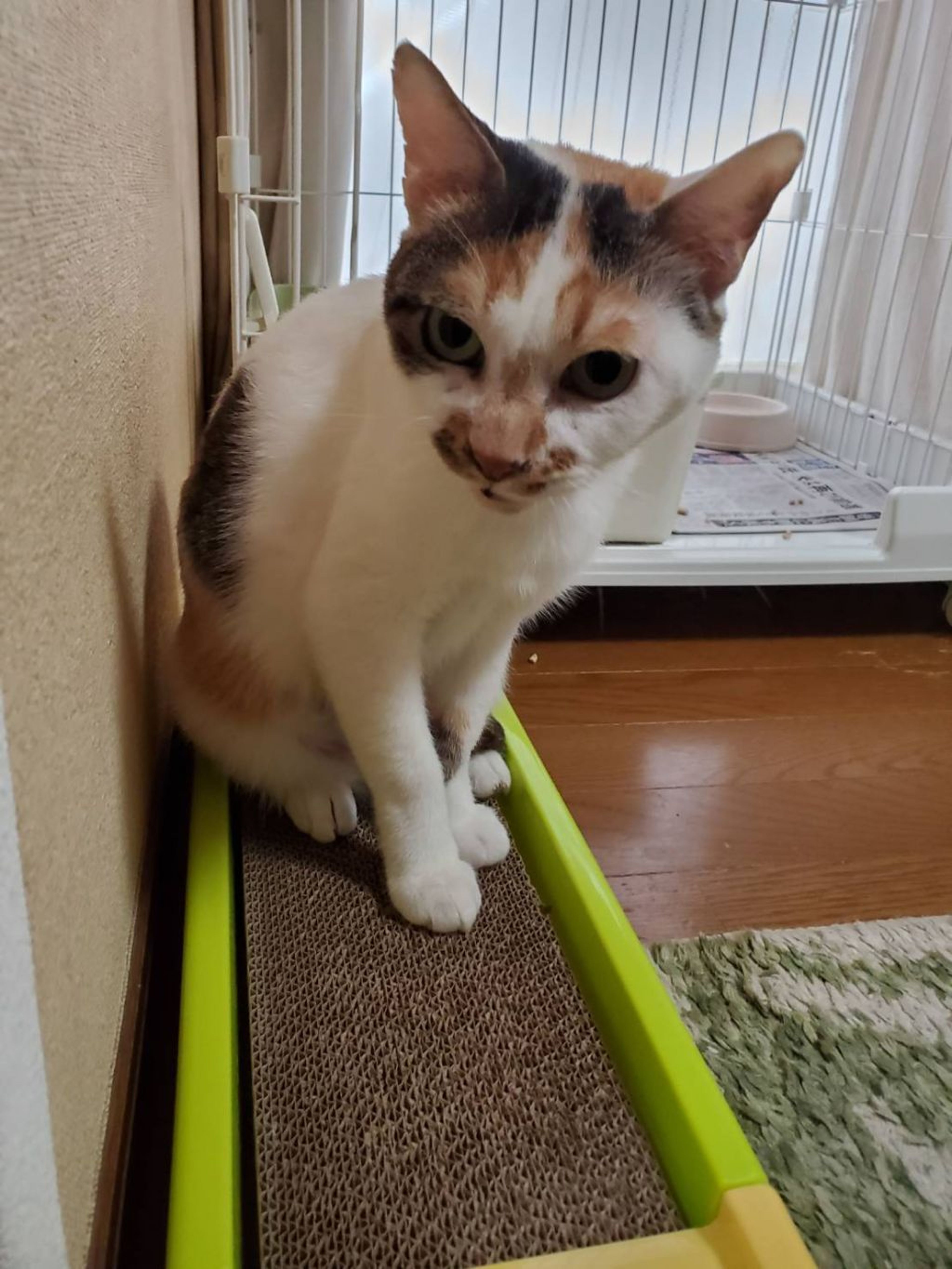 pet-image-4