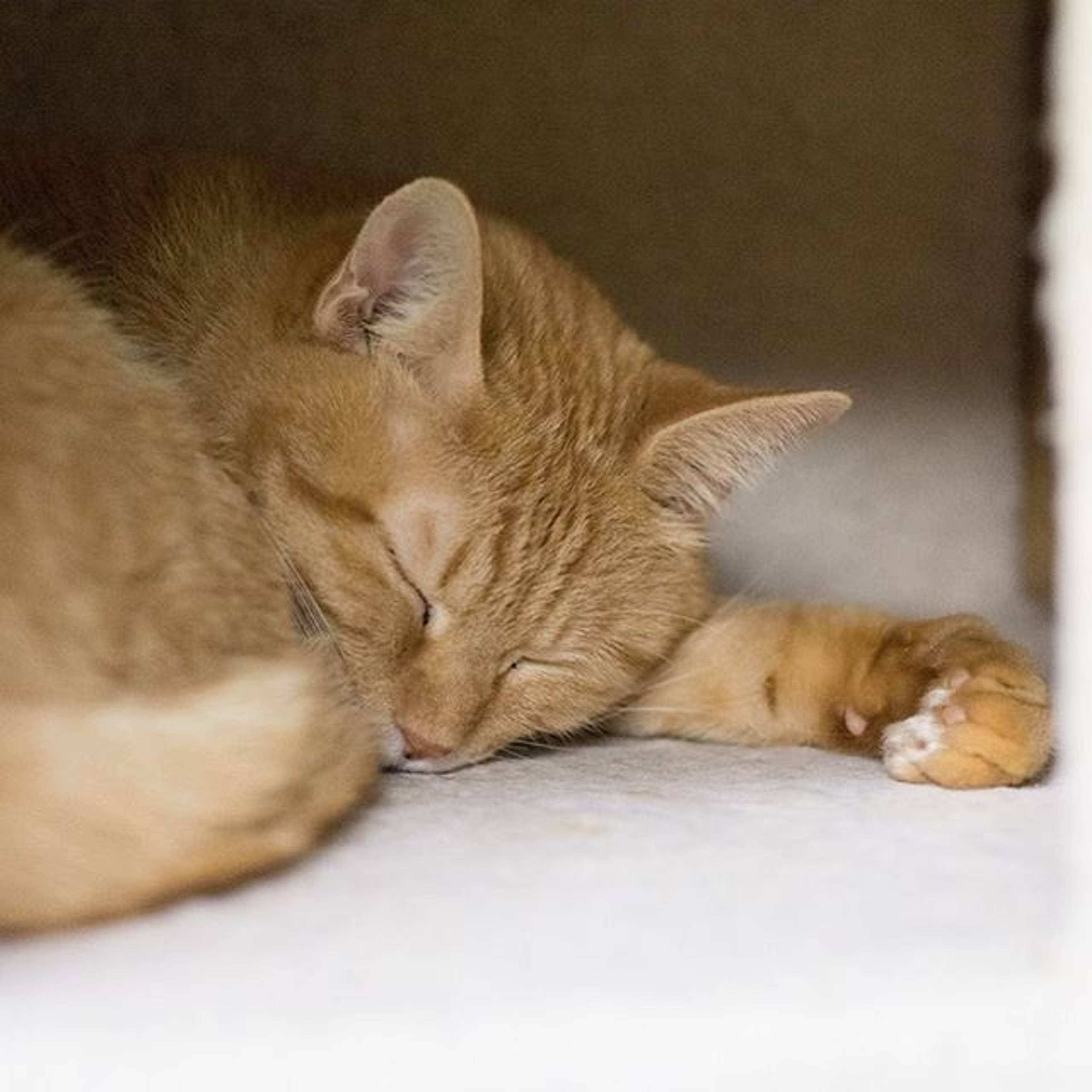 雑種（ミックス猫）・メスの里親募集の写真