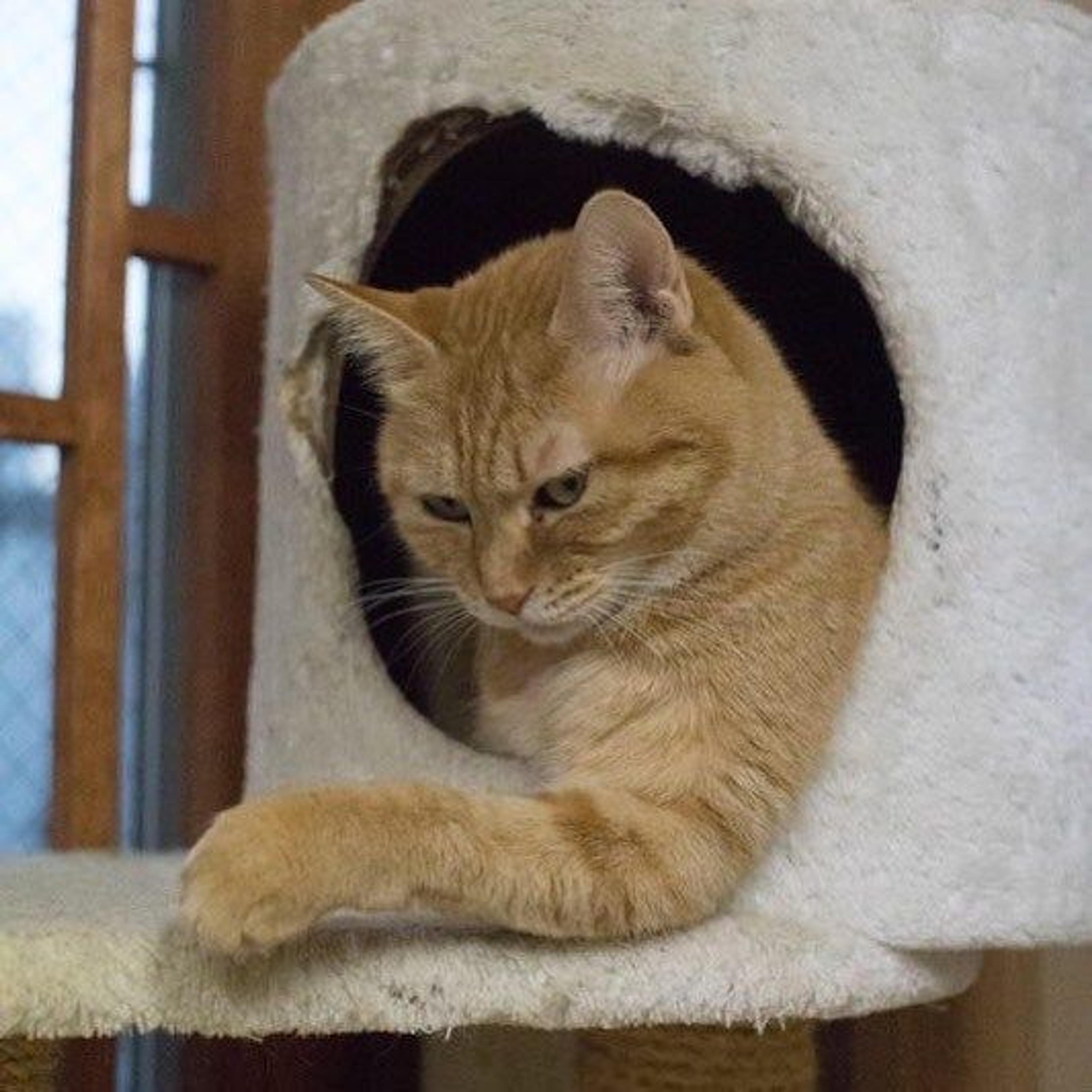 pet-image-2