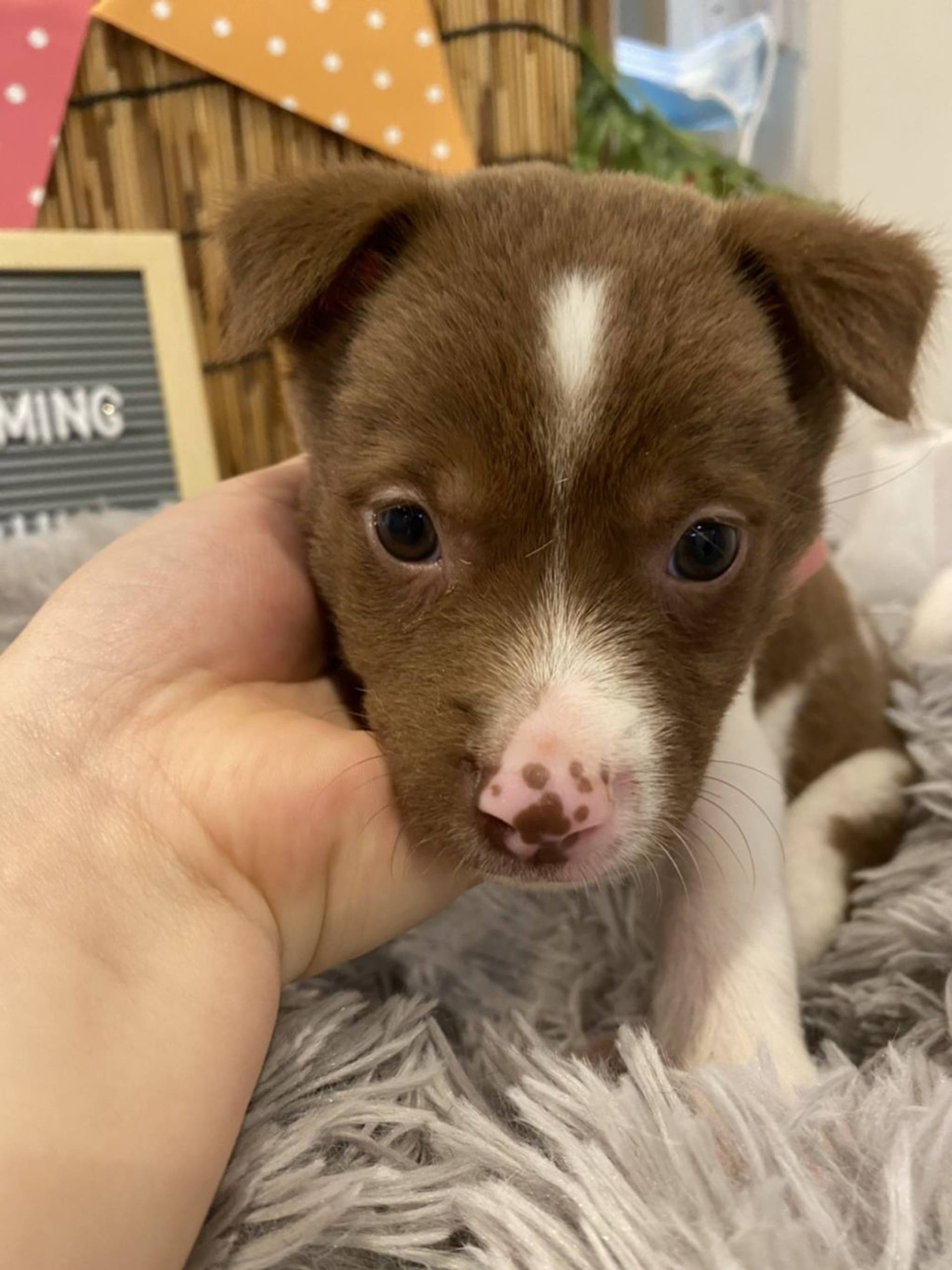 雑種（ミックス犬）・オスの里親募集の写真