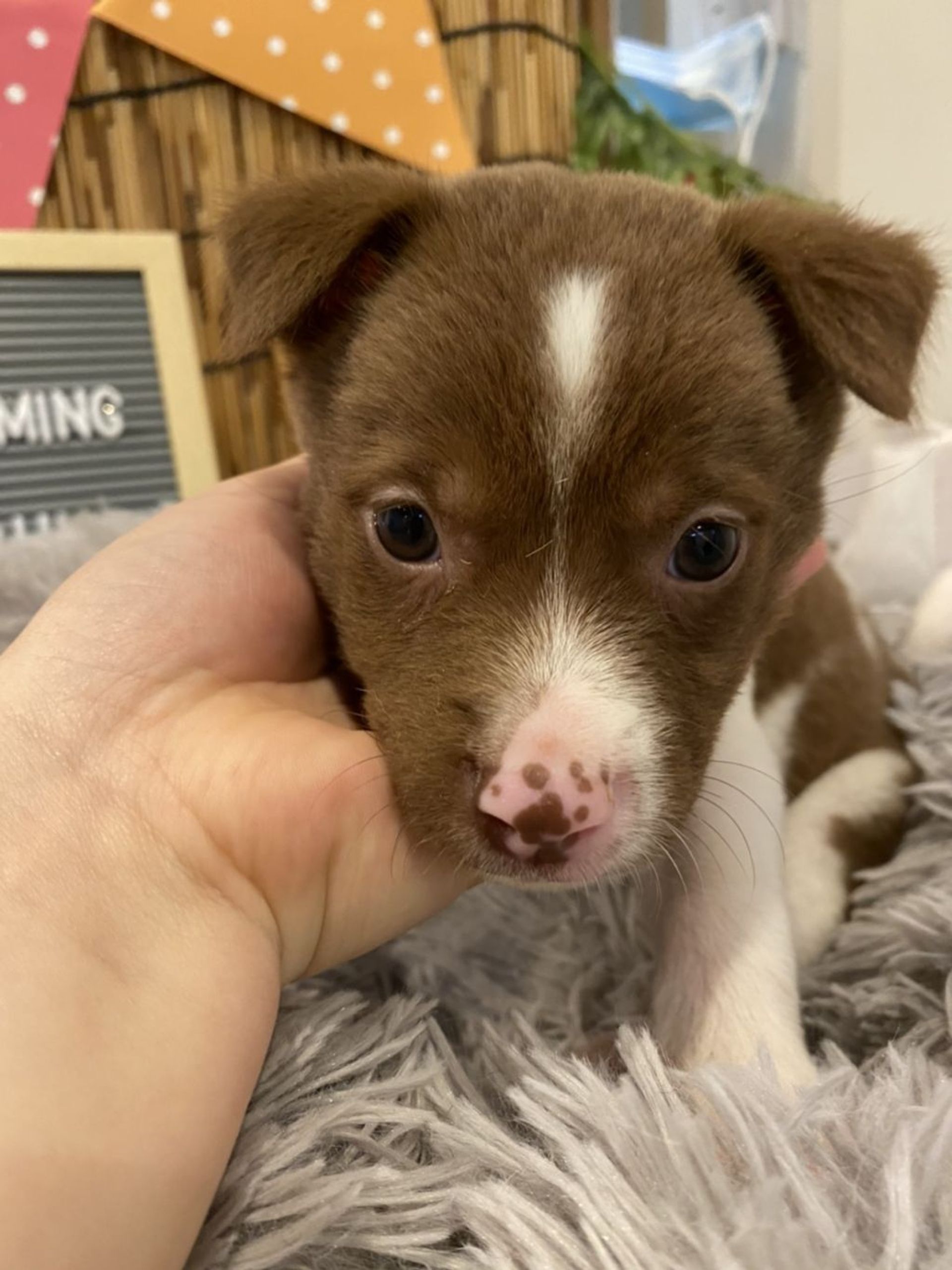 雑種（ミックス犬）・オスの里親募集の写真