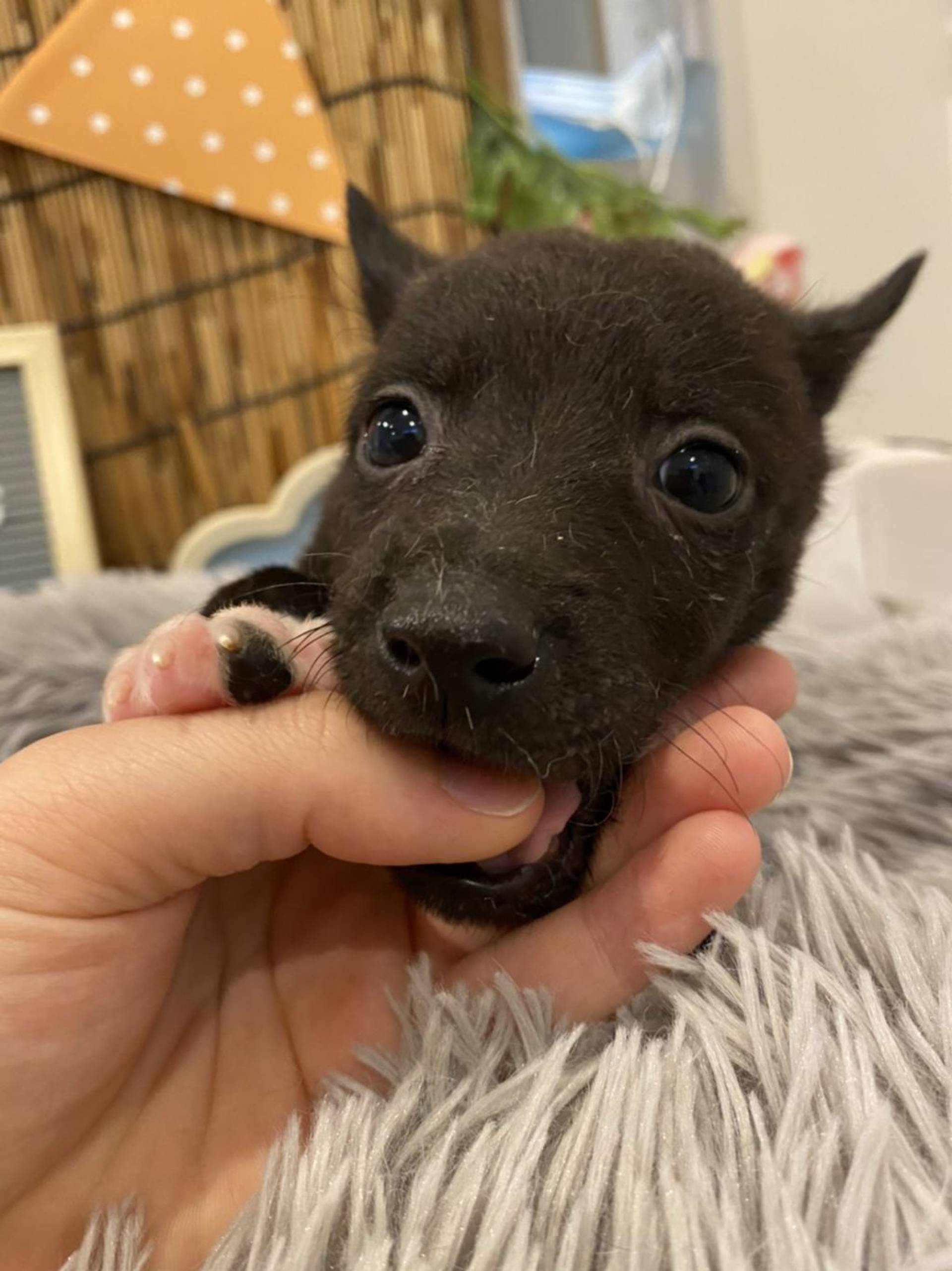 雑種（ミックス犬）・オスの里親募集の写真
