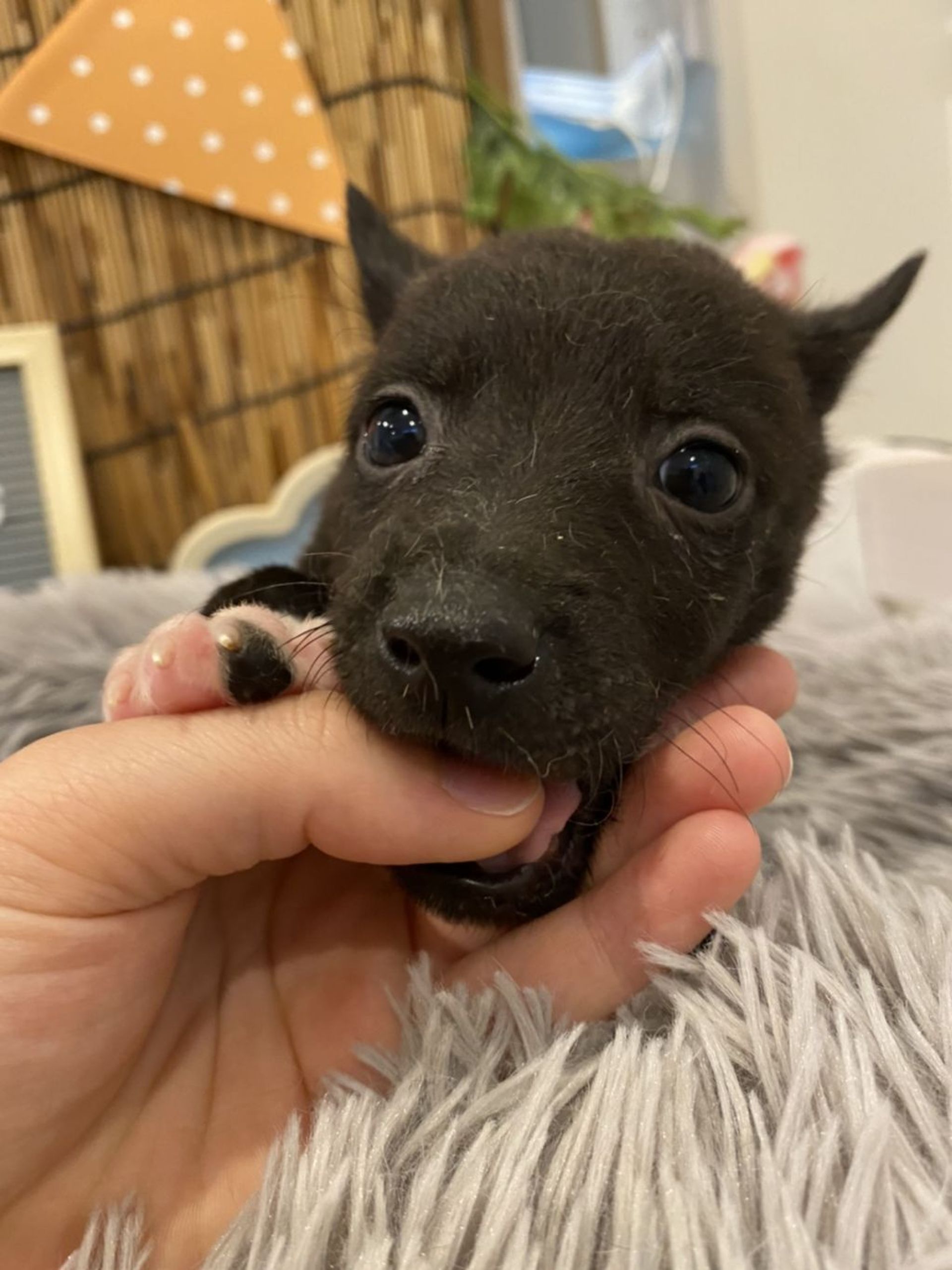 雑種（ミックス犬）・オスの里親募集の写真