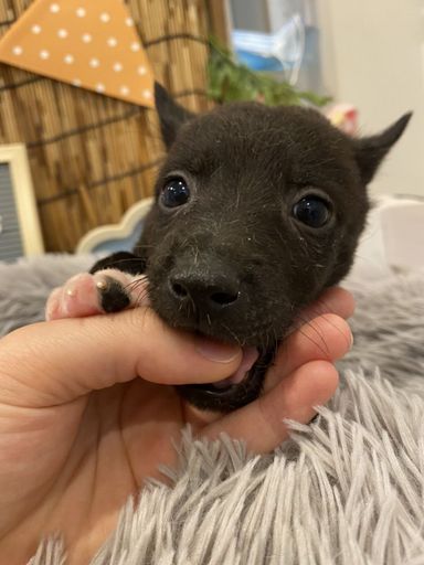 シュバルツ