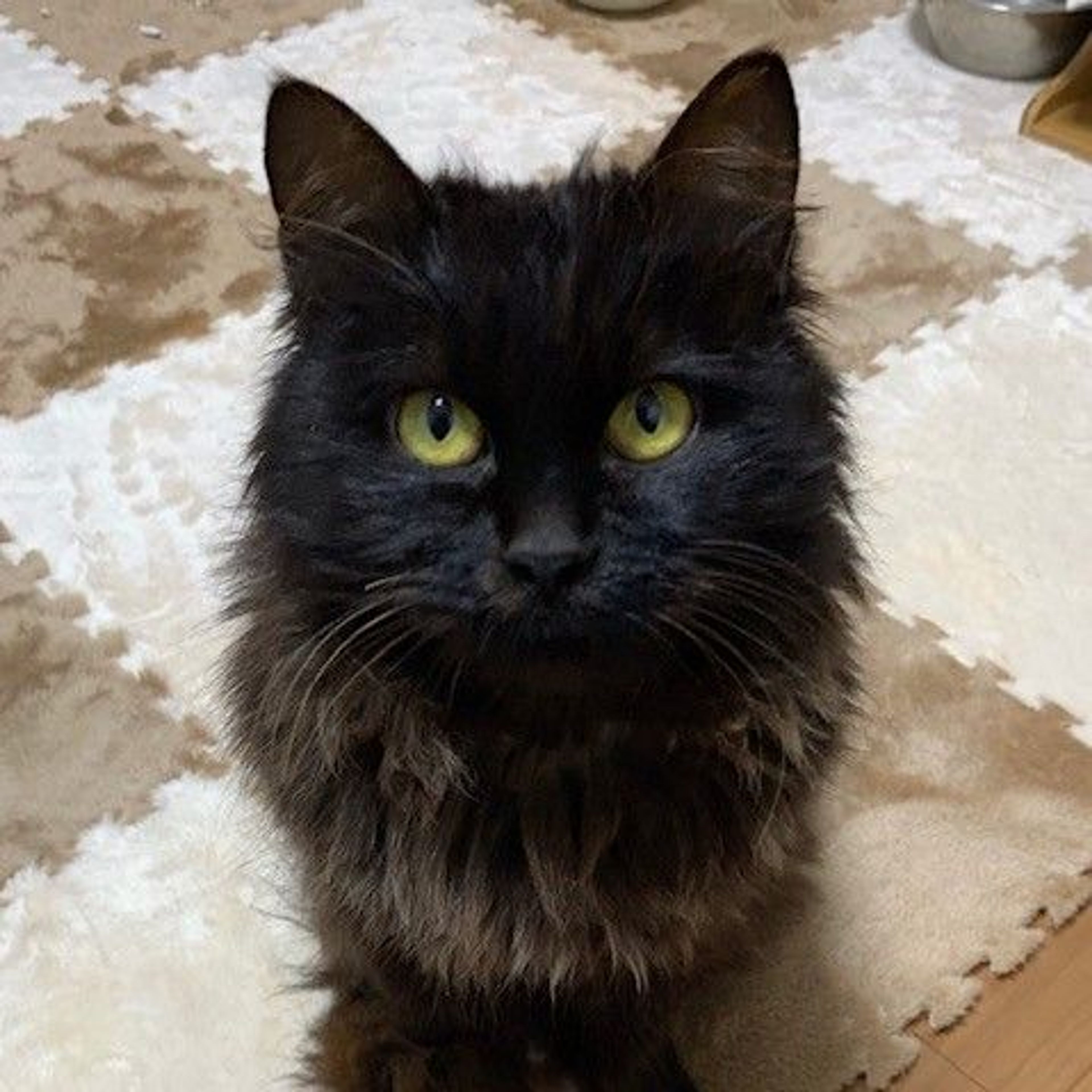 雑種（ミックス猫）・メスの里親募集の写真