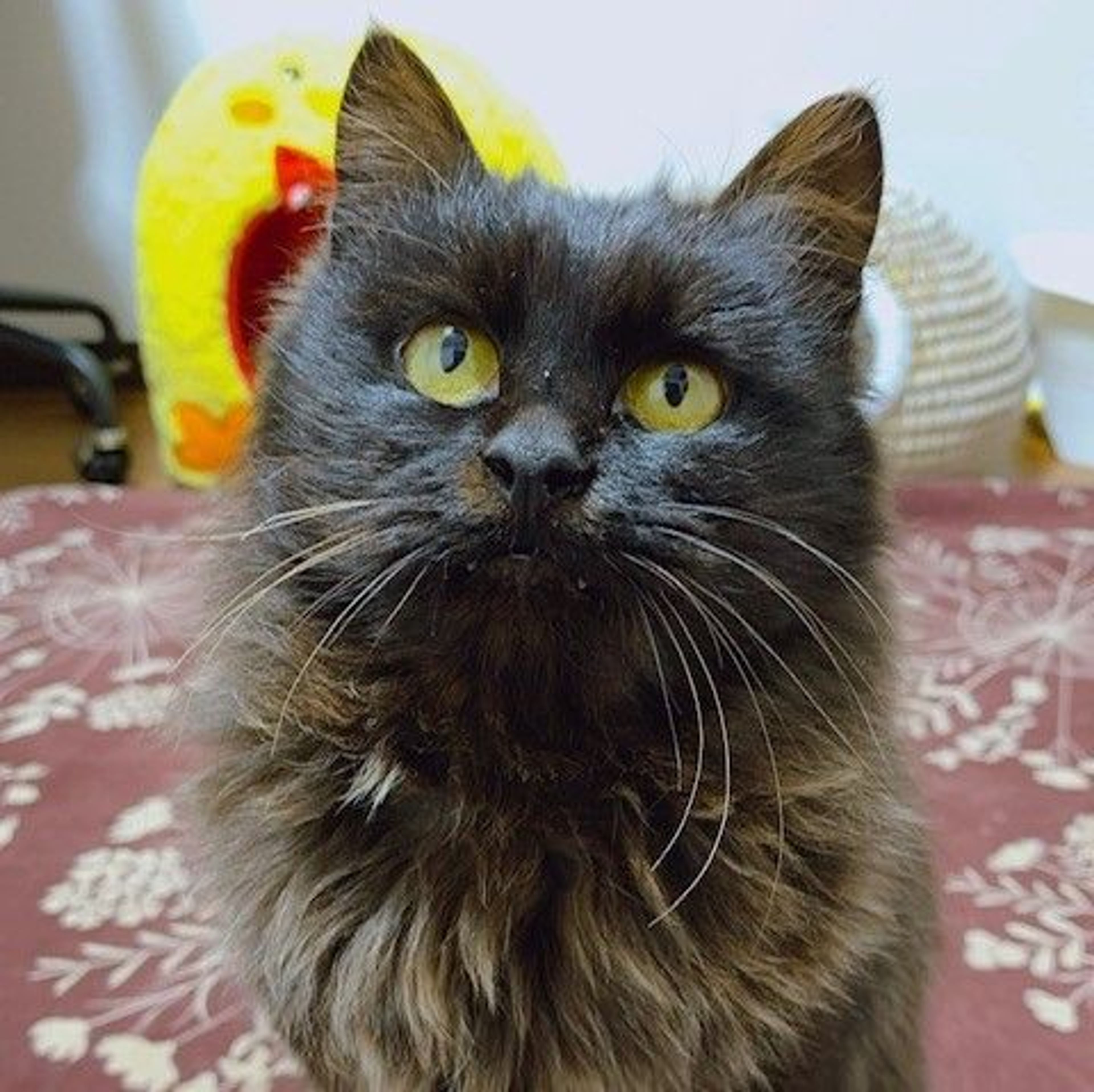 pet-image-4