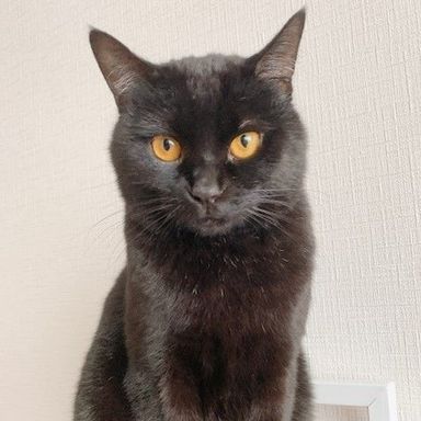 弥生の写真