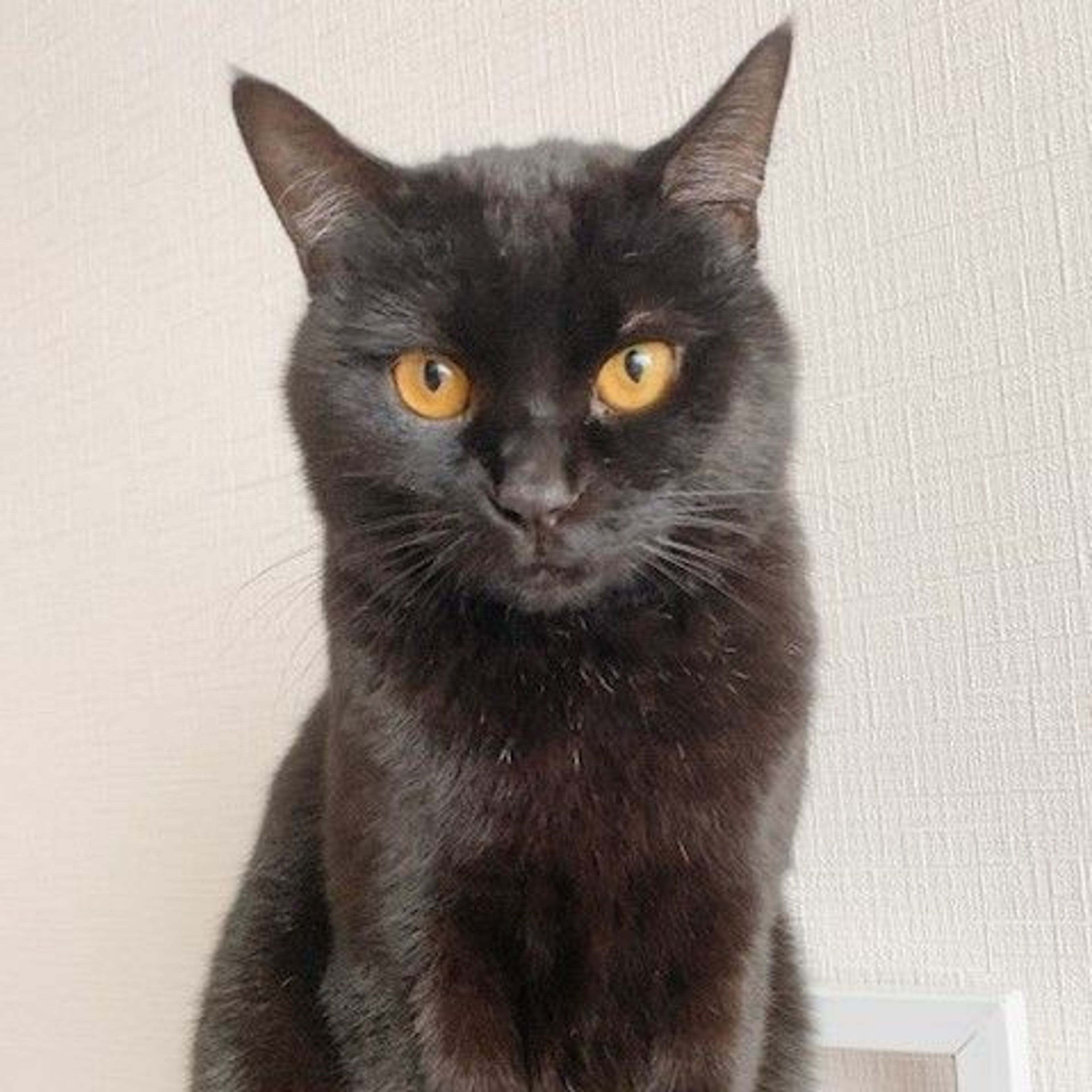 雑種（ミックス猫）・オスの里親募集の写真