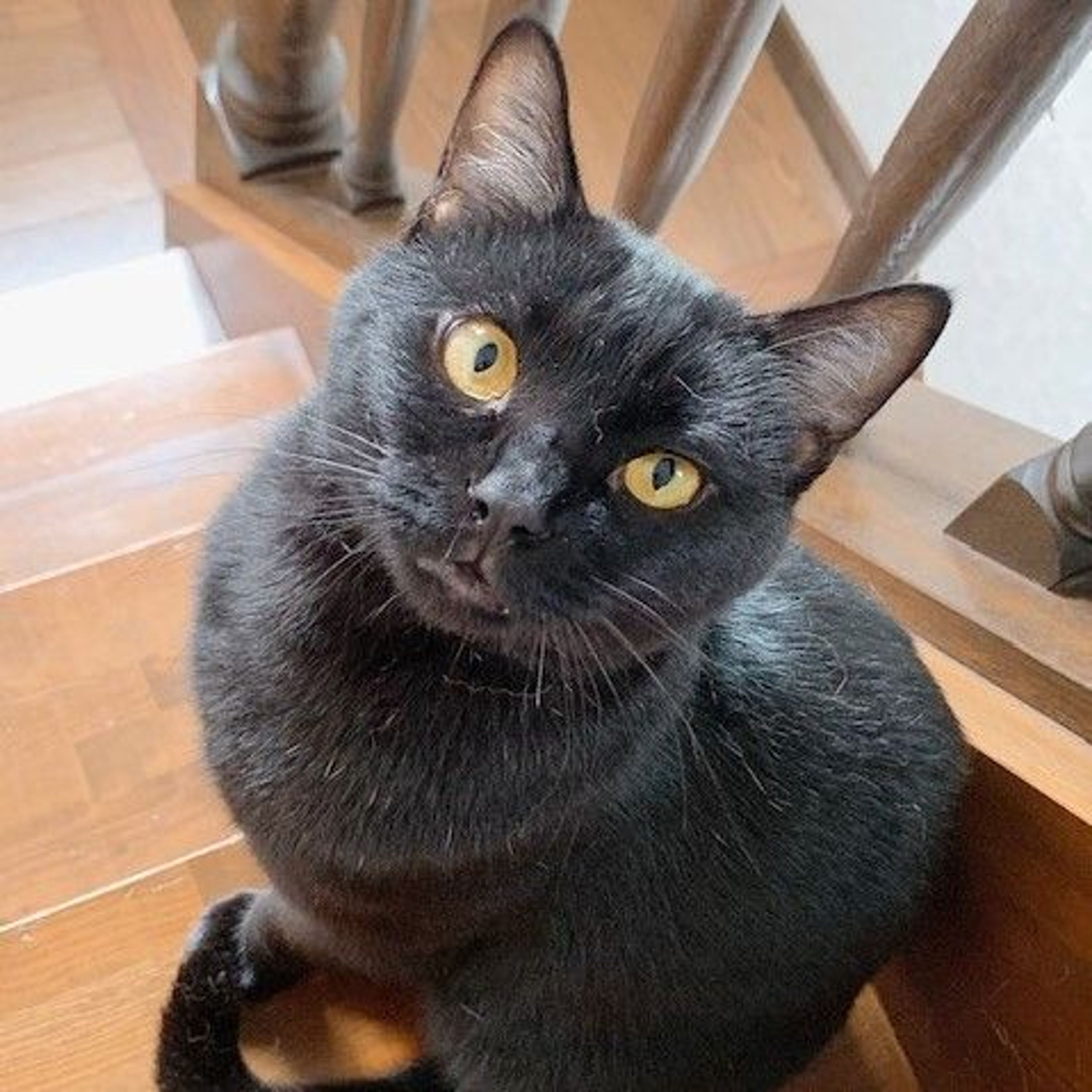 pet-image-2