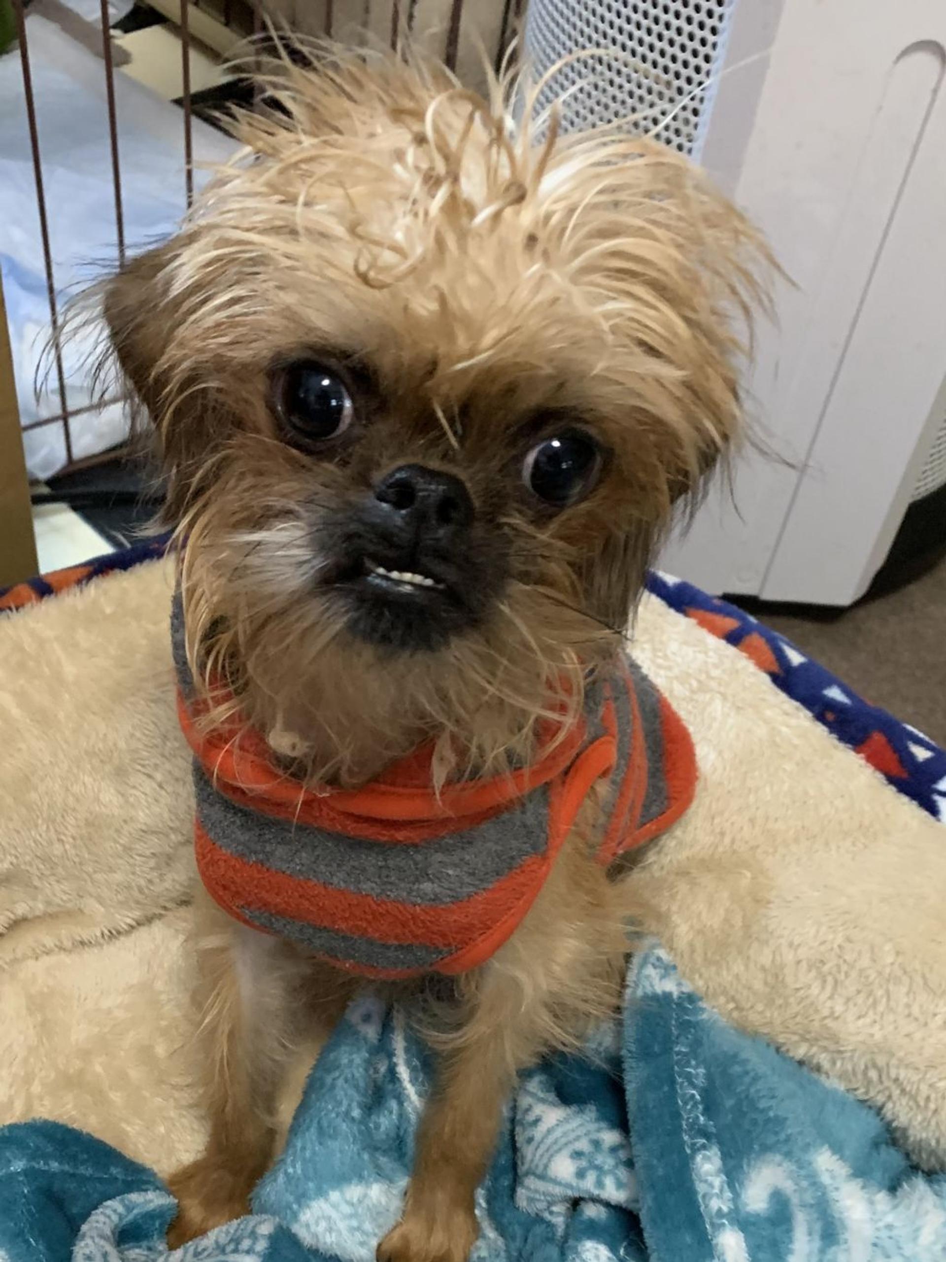 pet-image-2