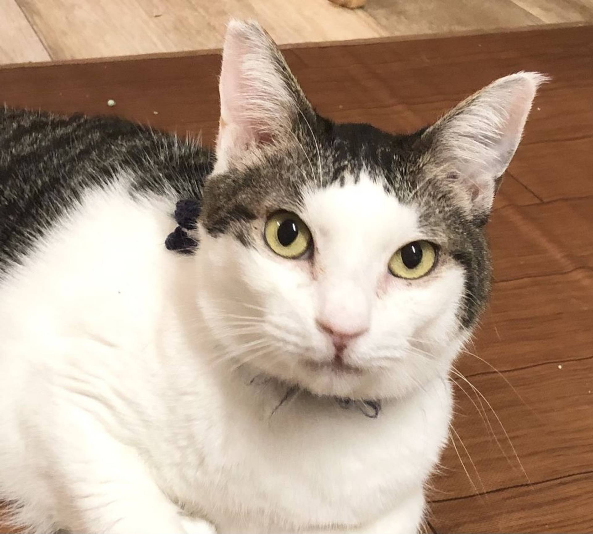 雑種（ミックス猫）・オスの里親募集の写真