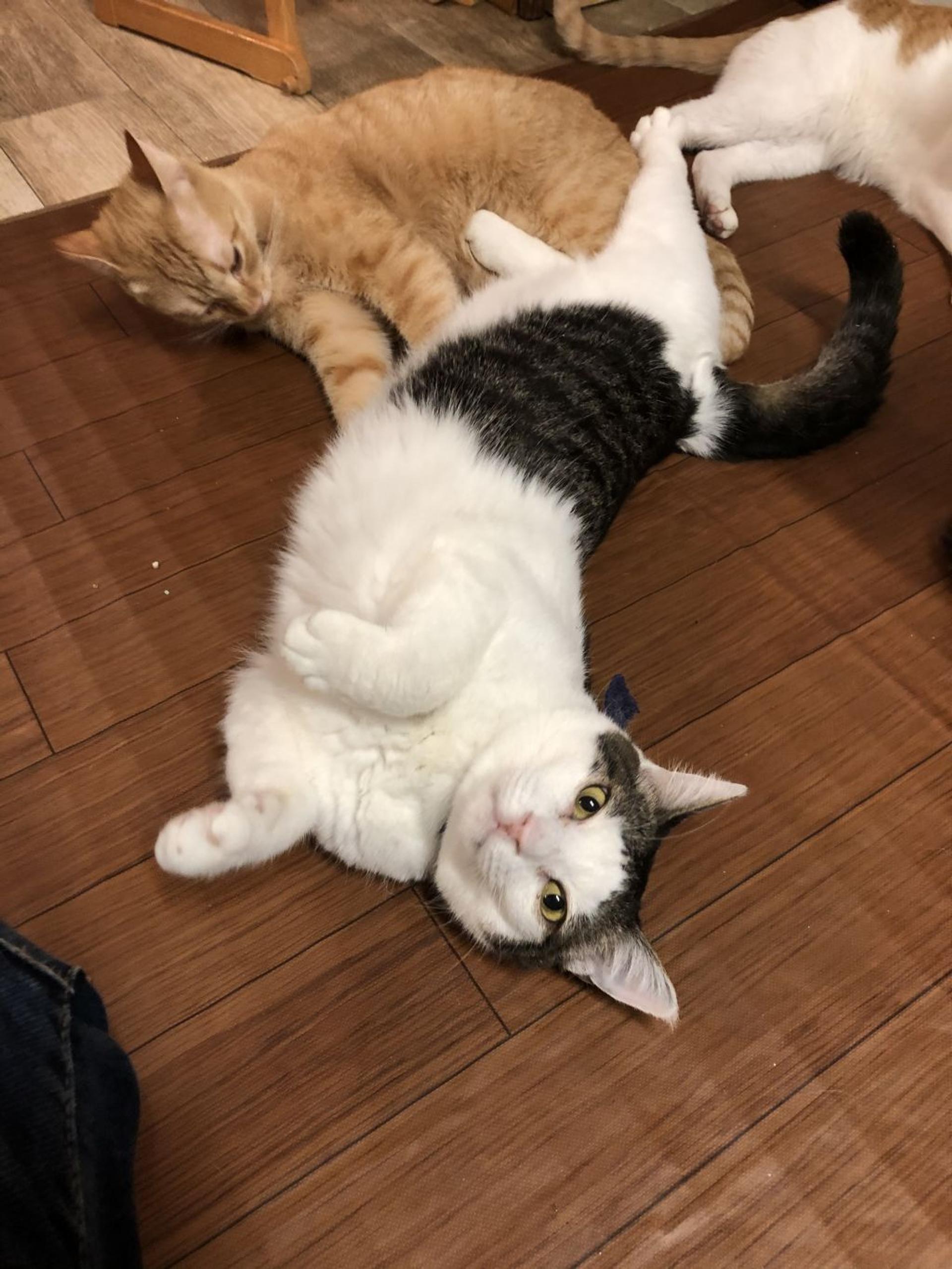 pet-image-2