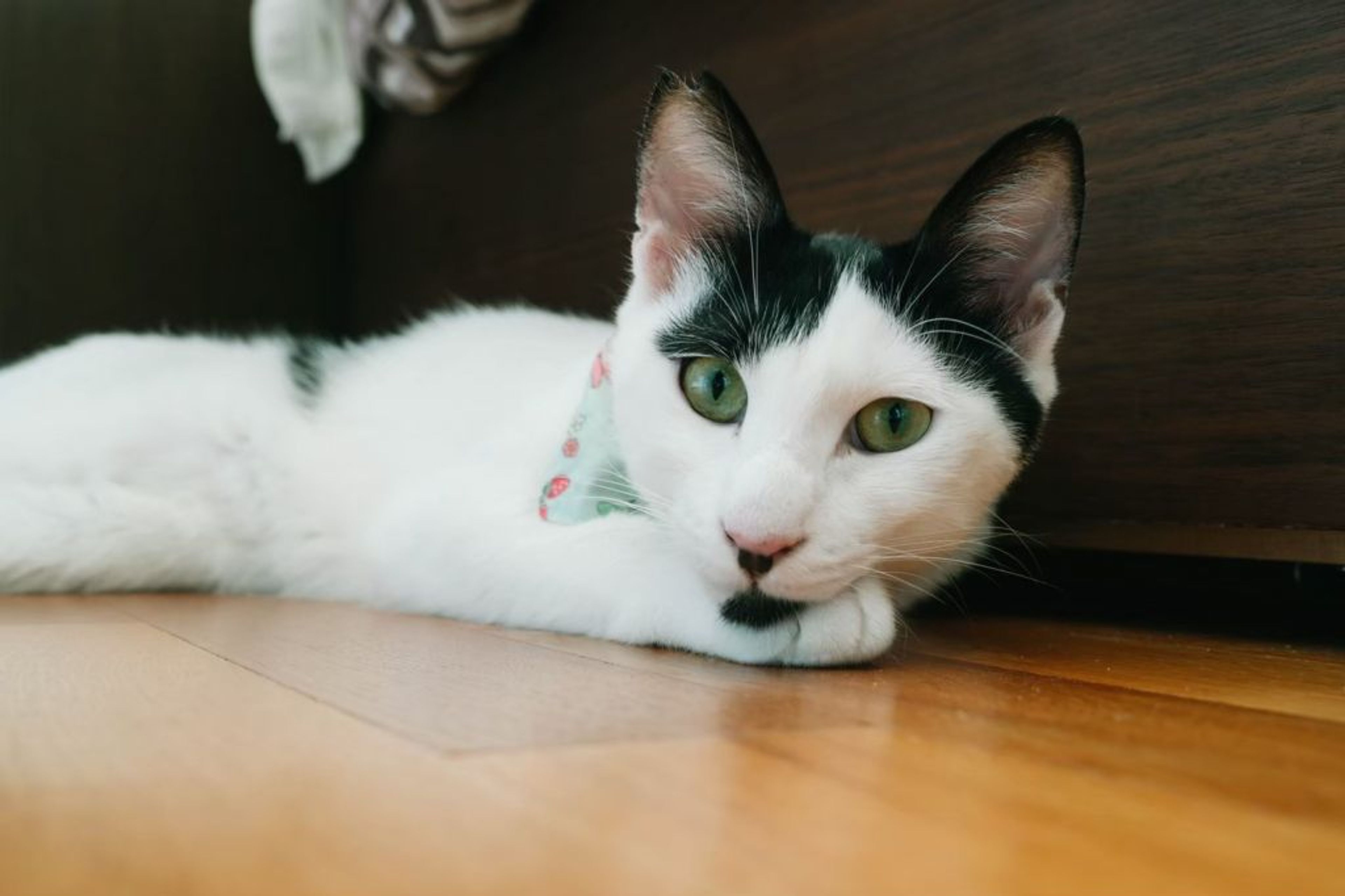 雑種（ミックス猫）・オスの里親募集の写真