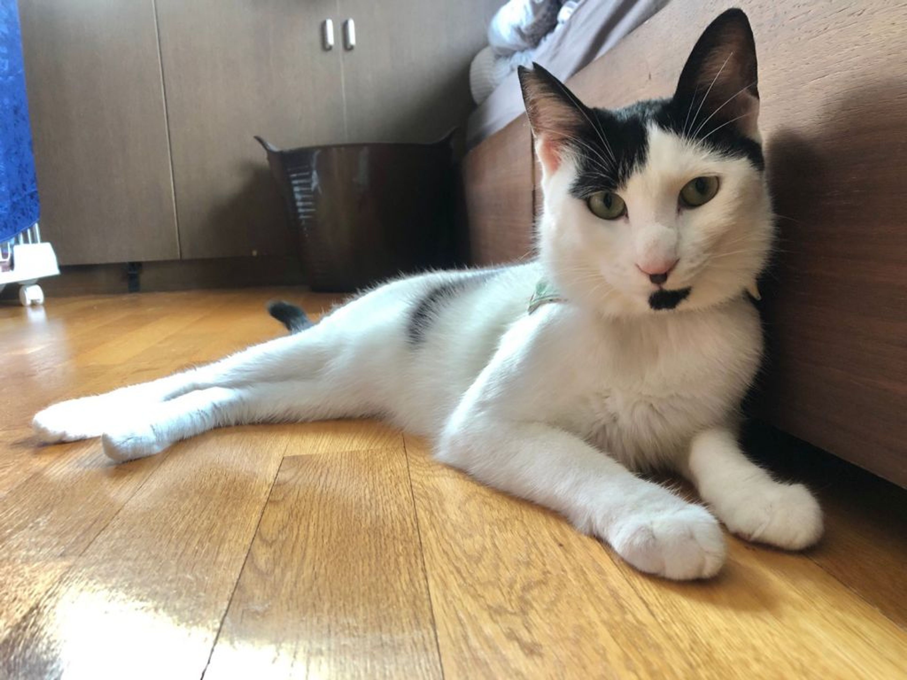 pet-image-2