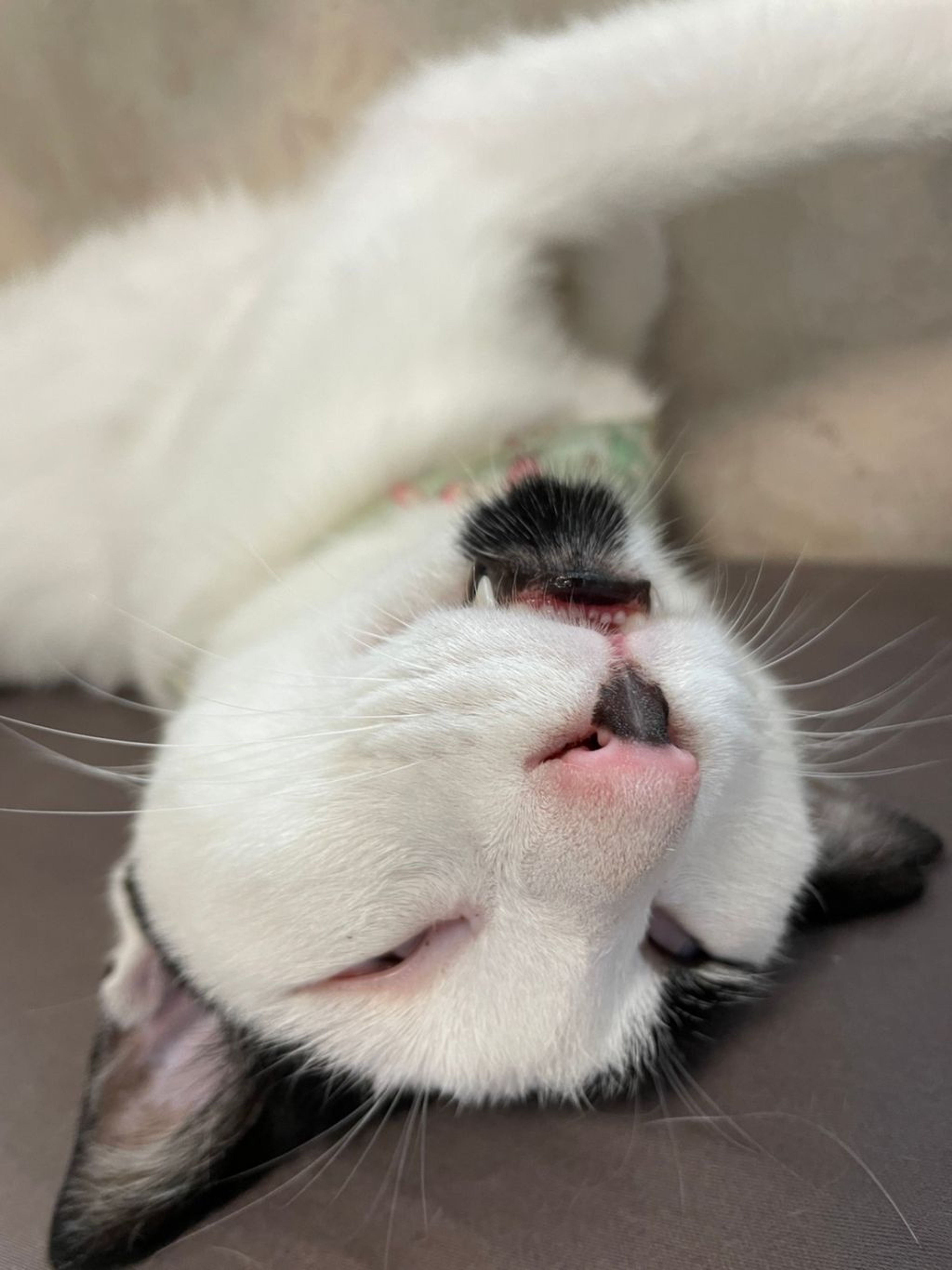 pet-image-3