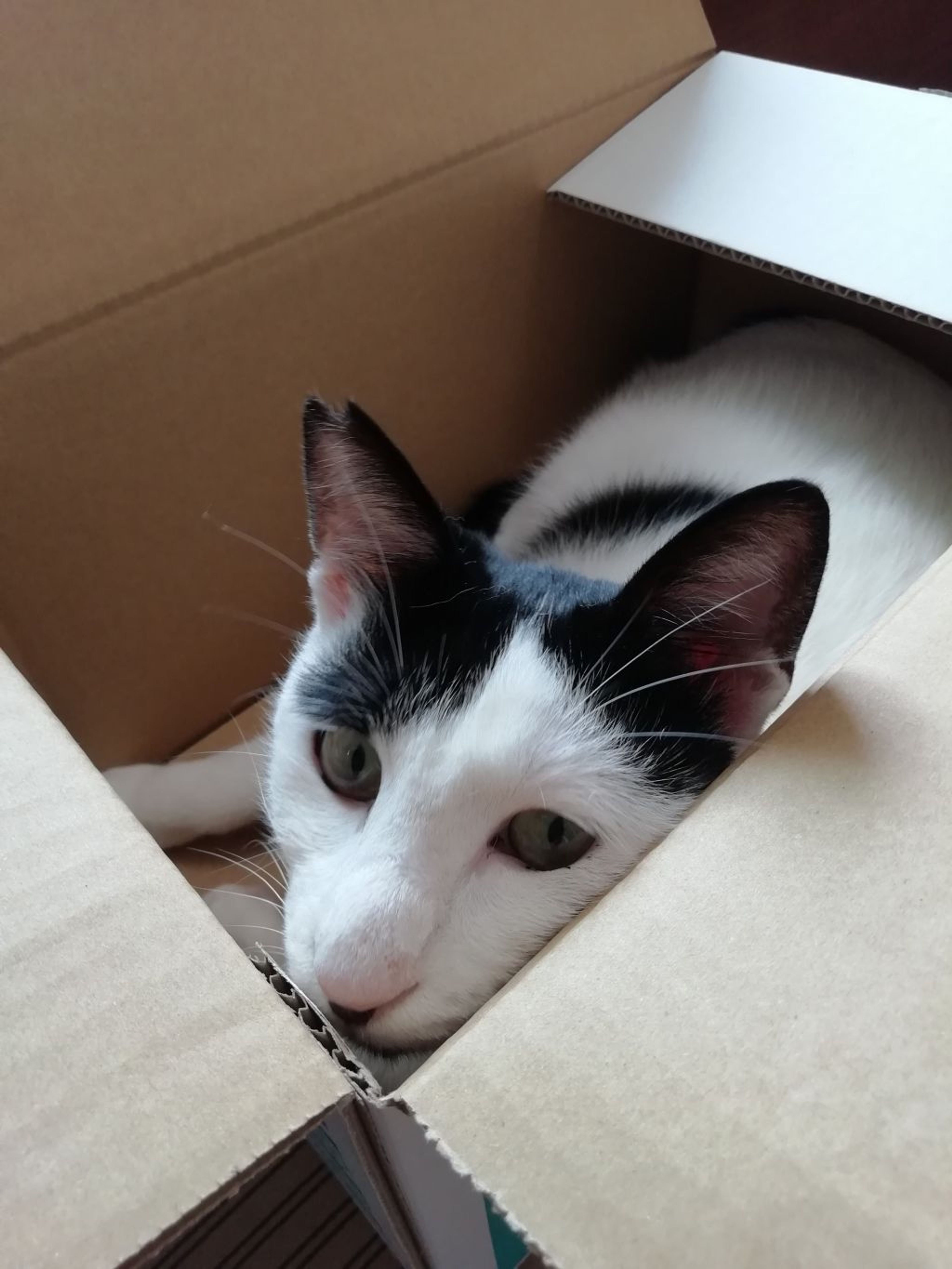 pet-image-4