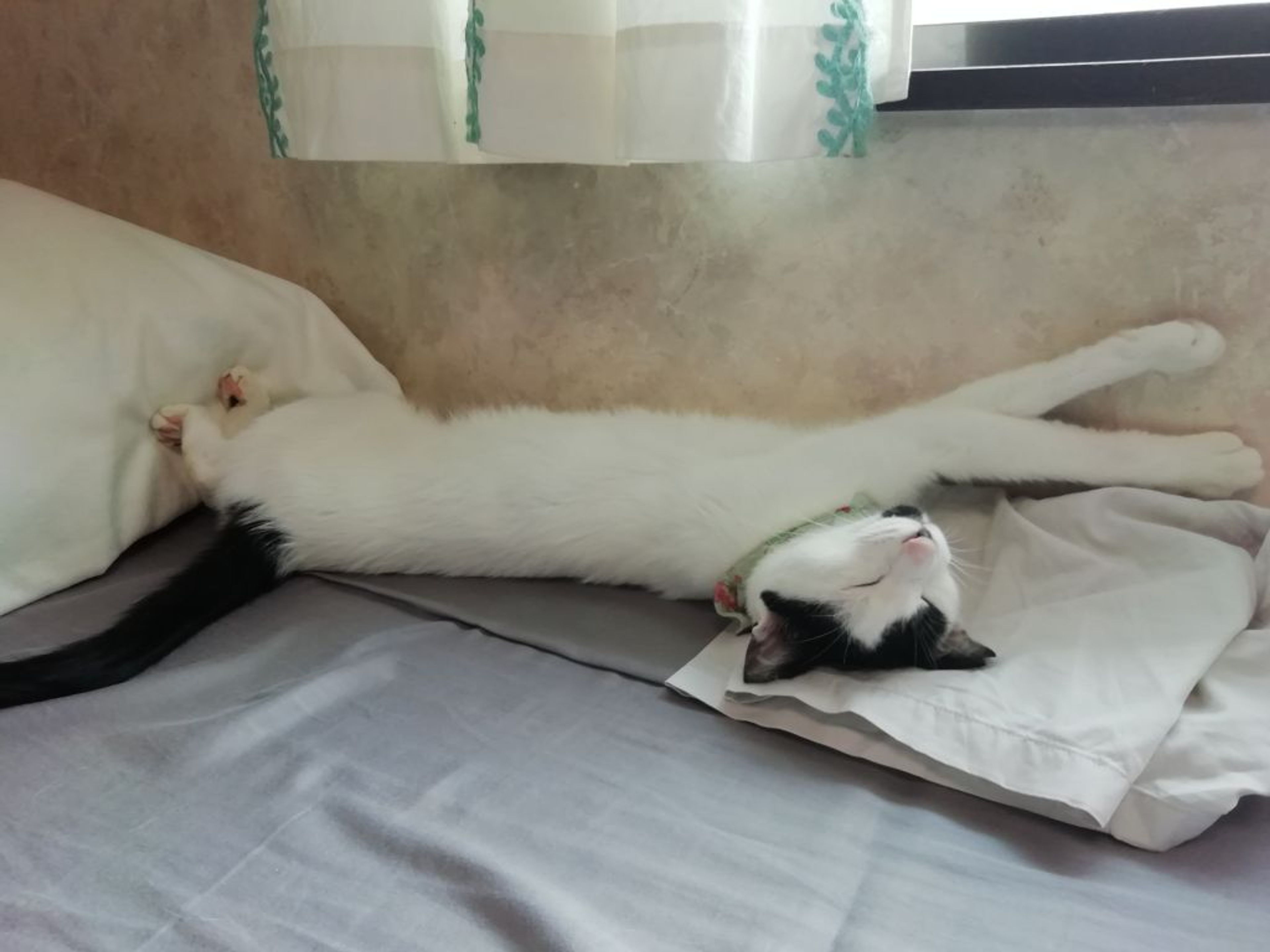 pet-image-5