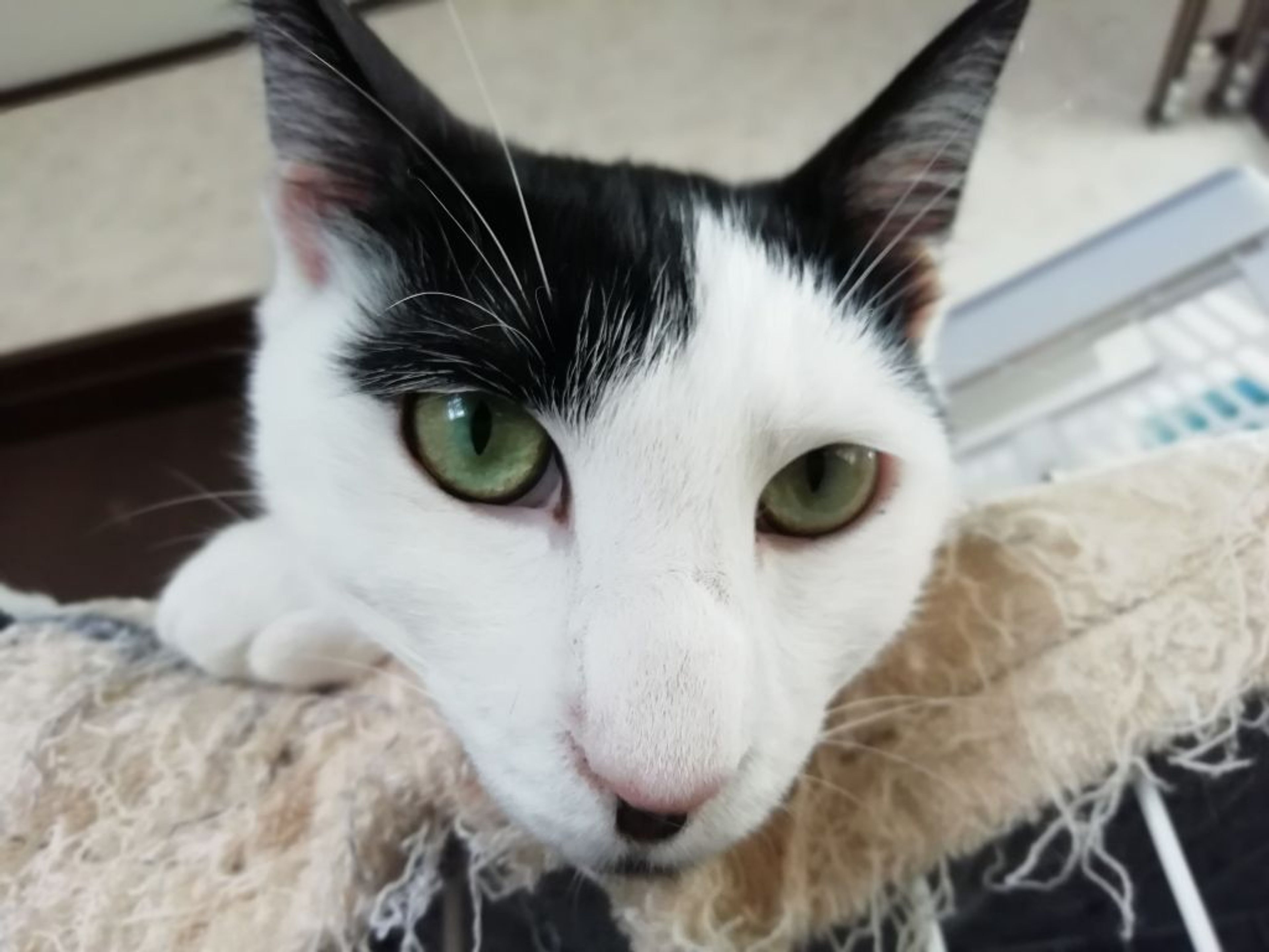 pet-image-7