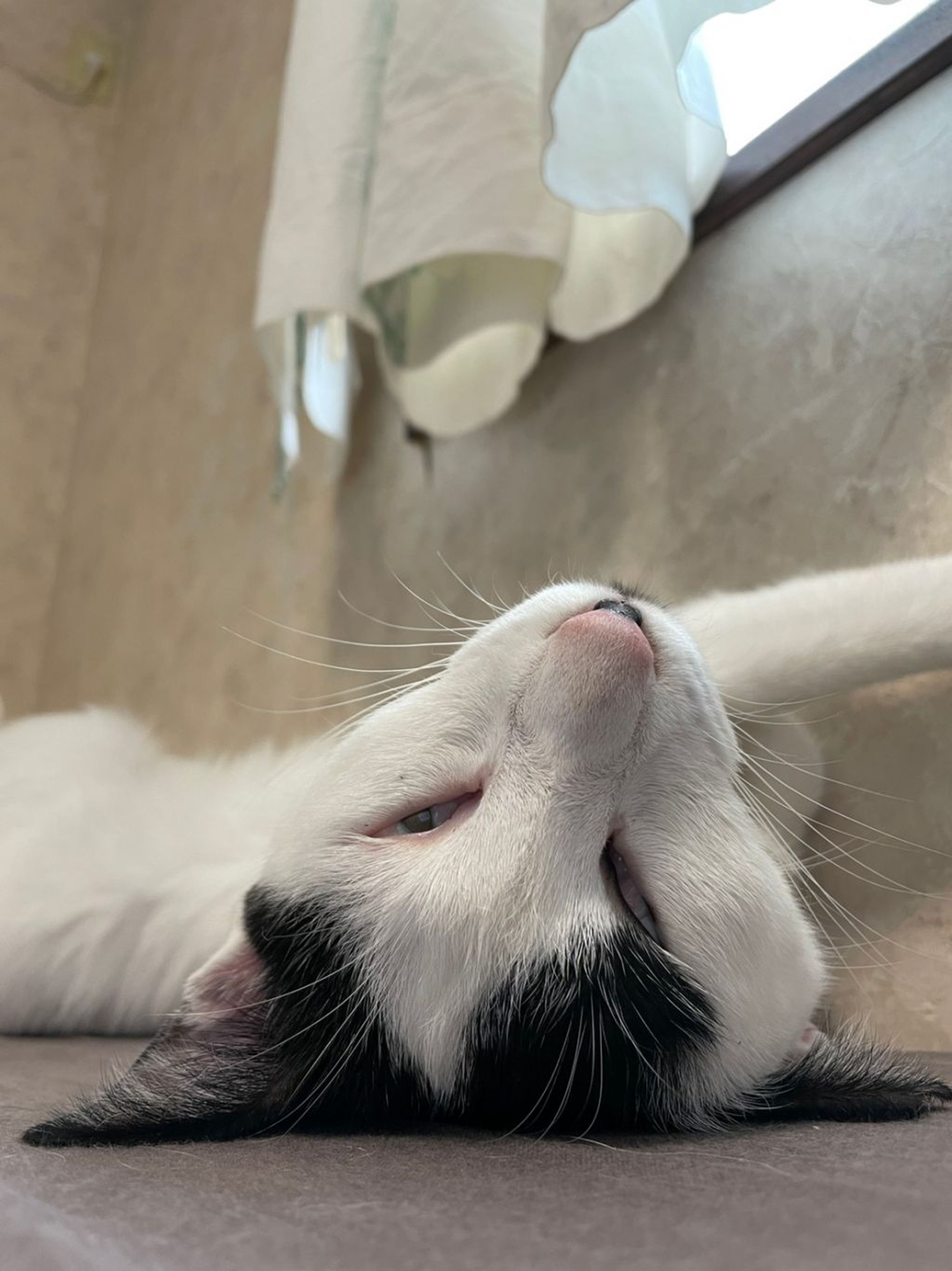 pet-image-8