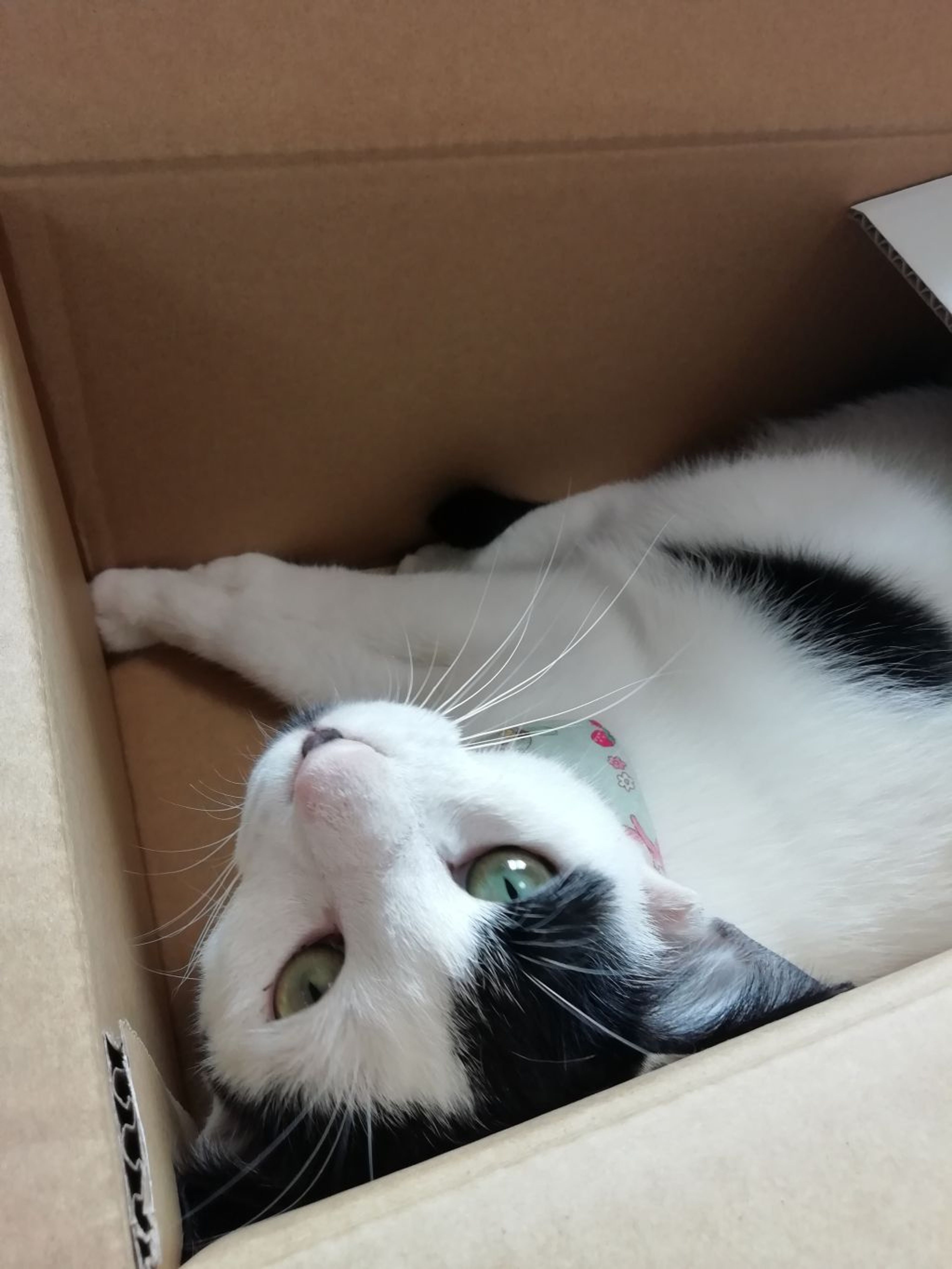 pet-image-9