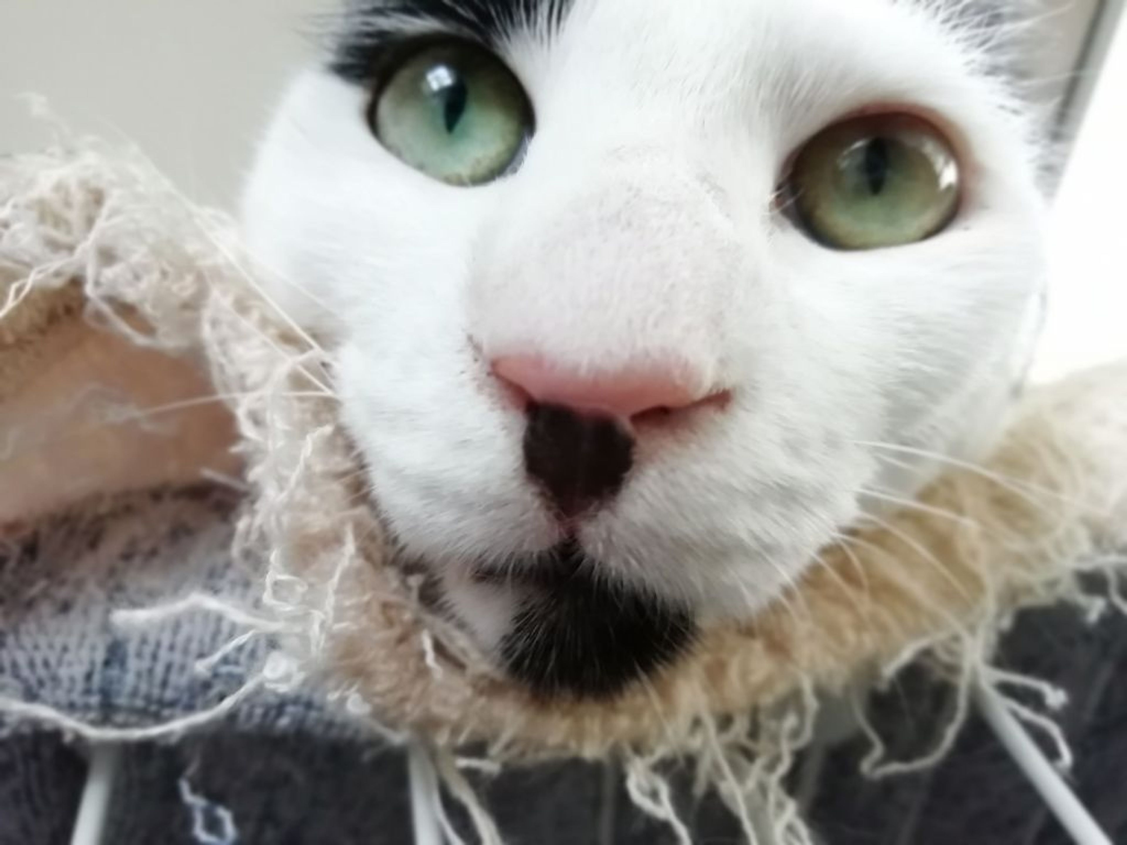 pet-image-10