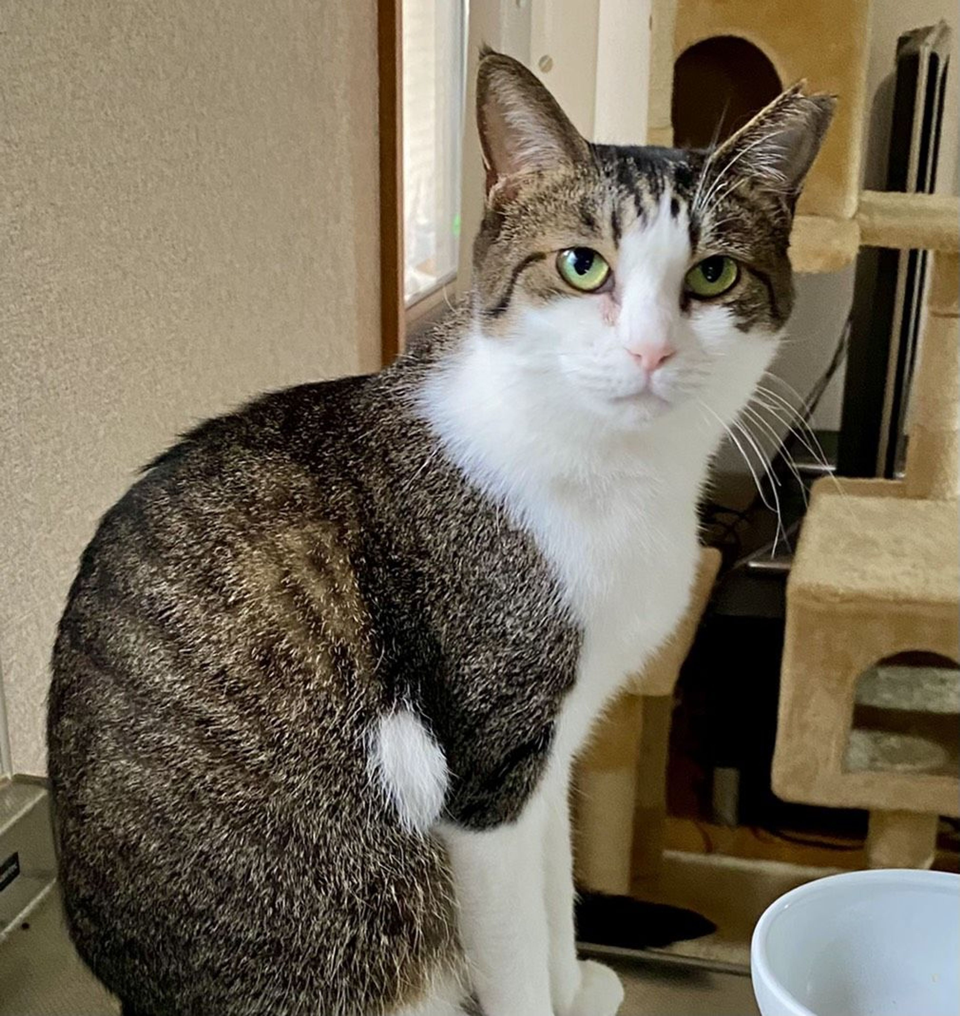 雑種（ミックス猫）・メスの里親募集の写真
