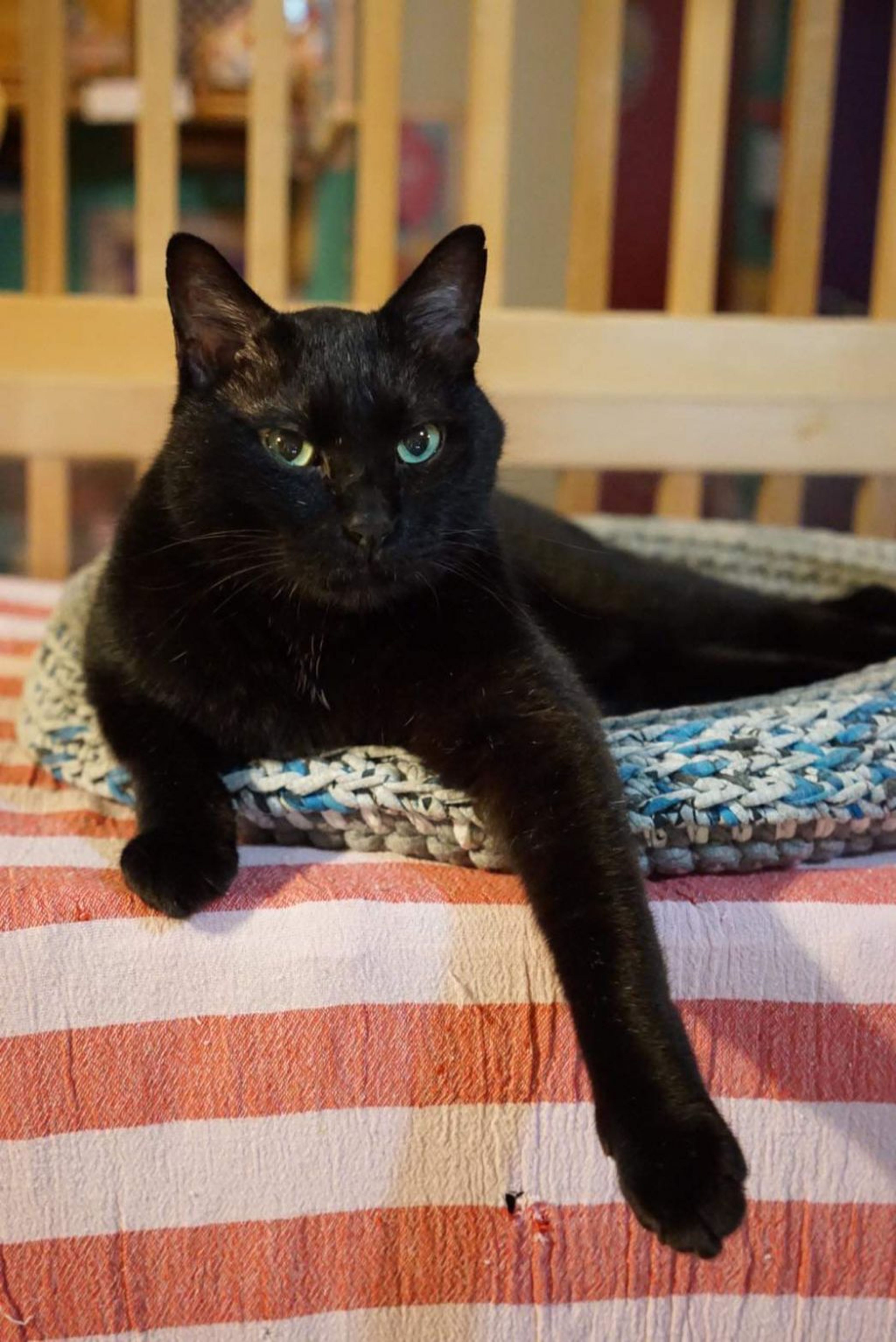 pet-image-5