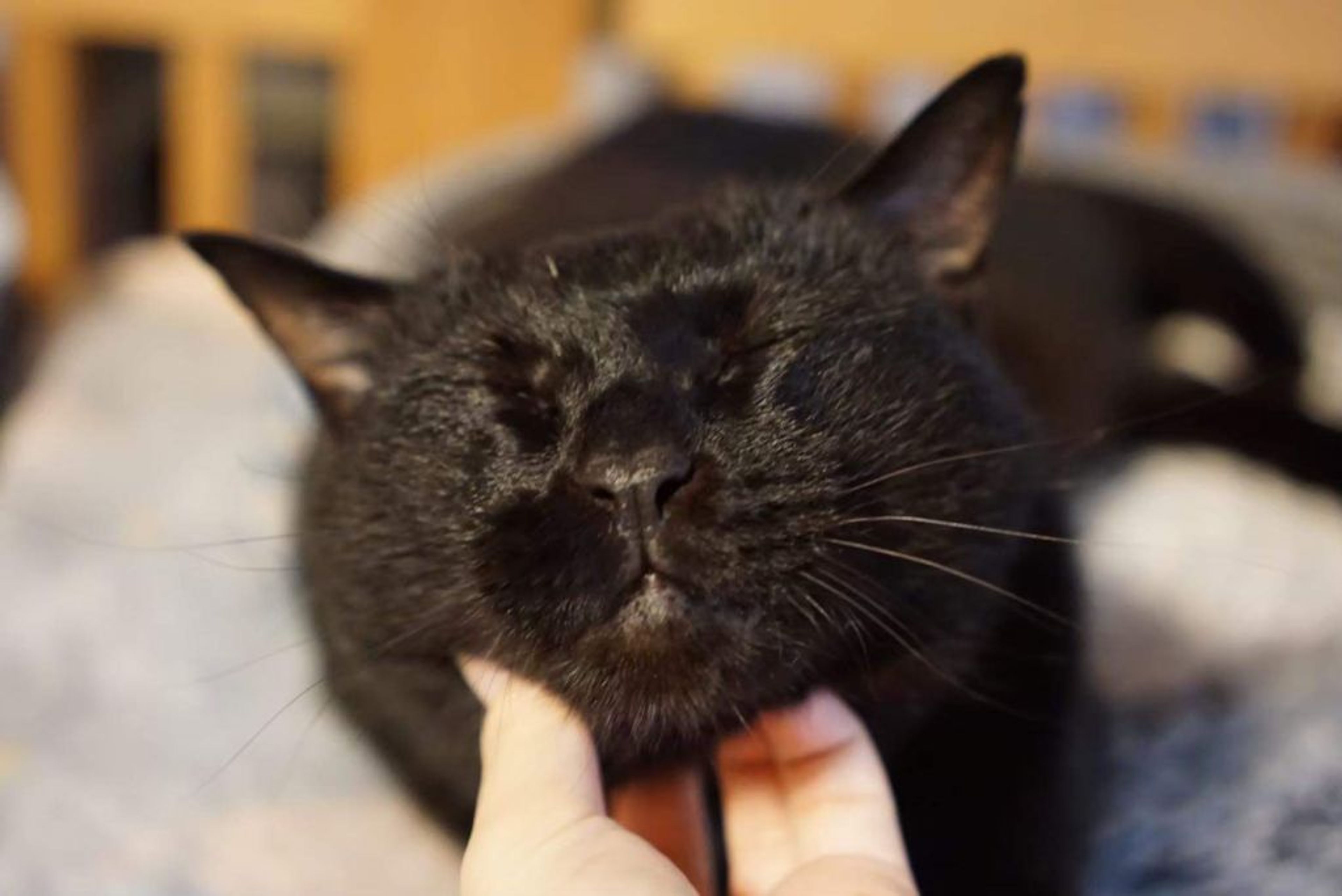 pet-image-6