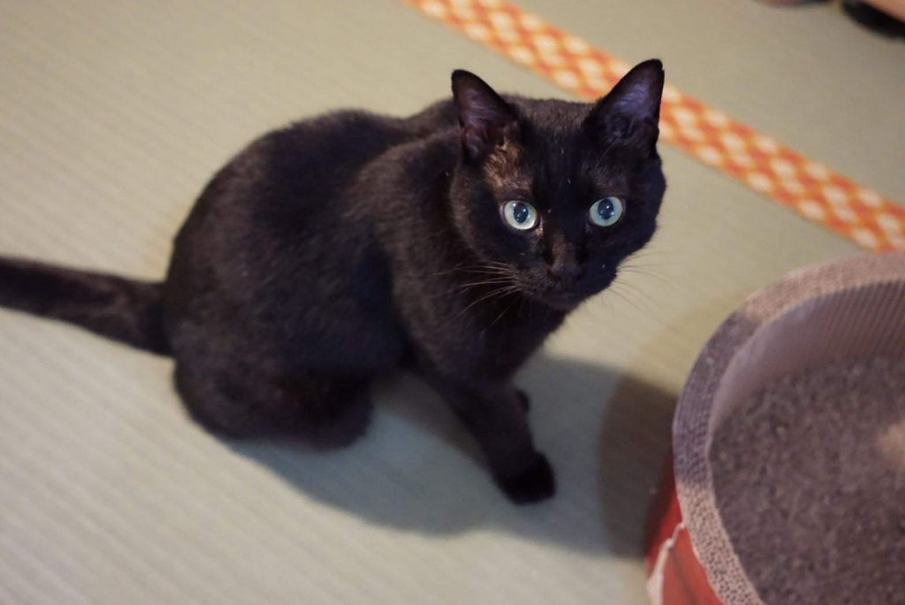 pet-image-7