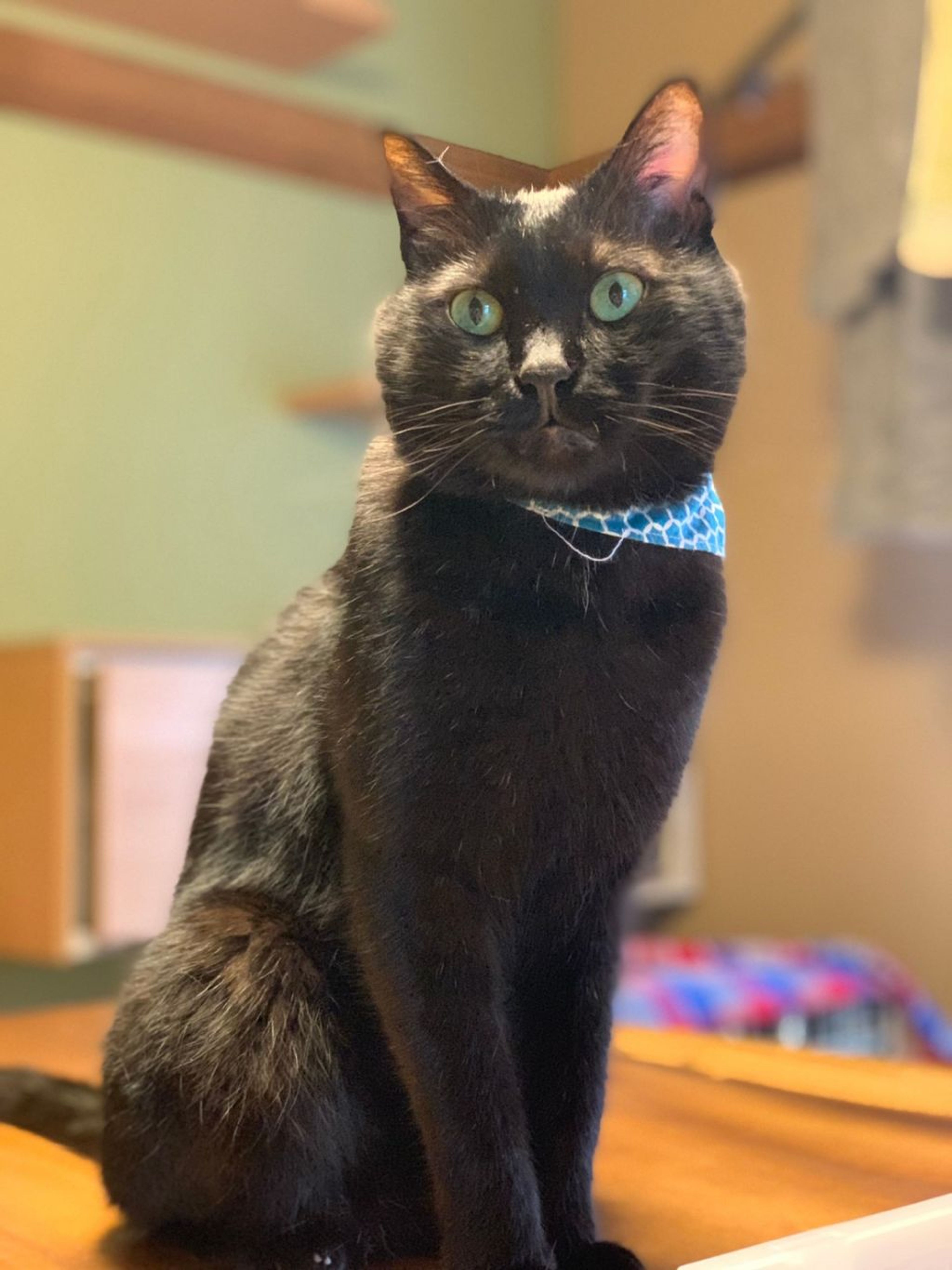 pet-image-9