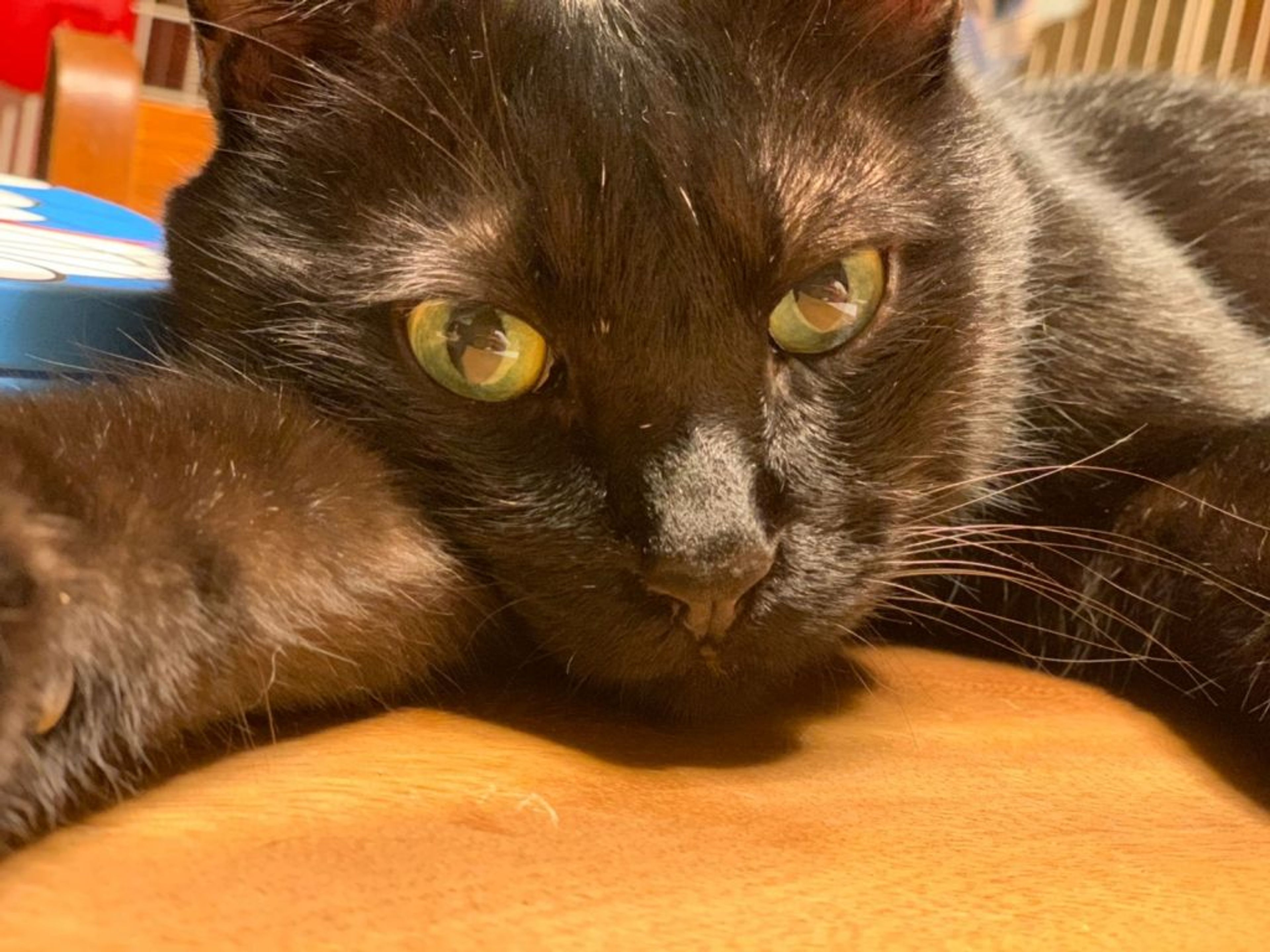 pet-image-2