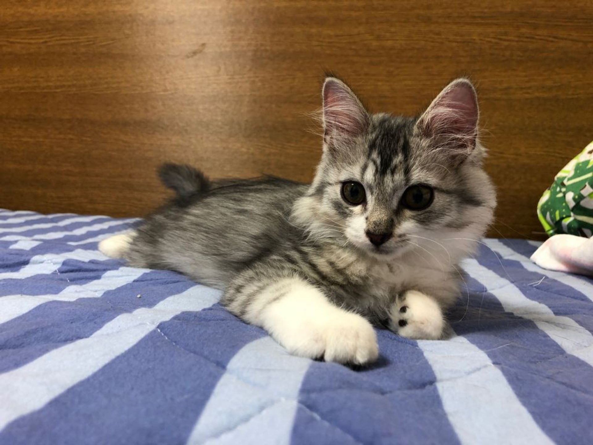 雑種（ミックス猫）・オスの里親募集の写真