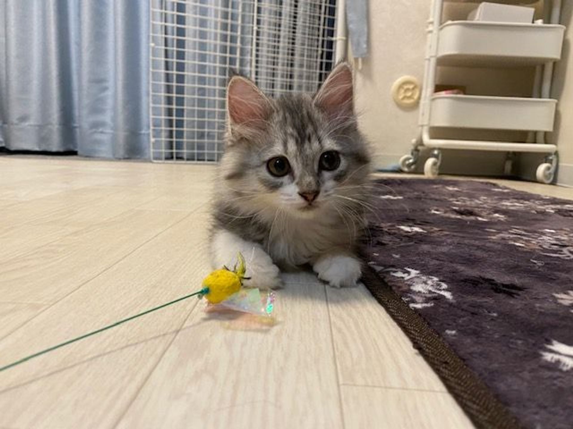 雑種（ミックス猫）・オスの里親募集の写真