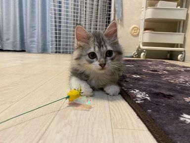 ぼんぼり