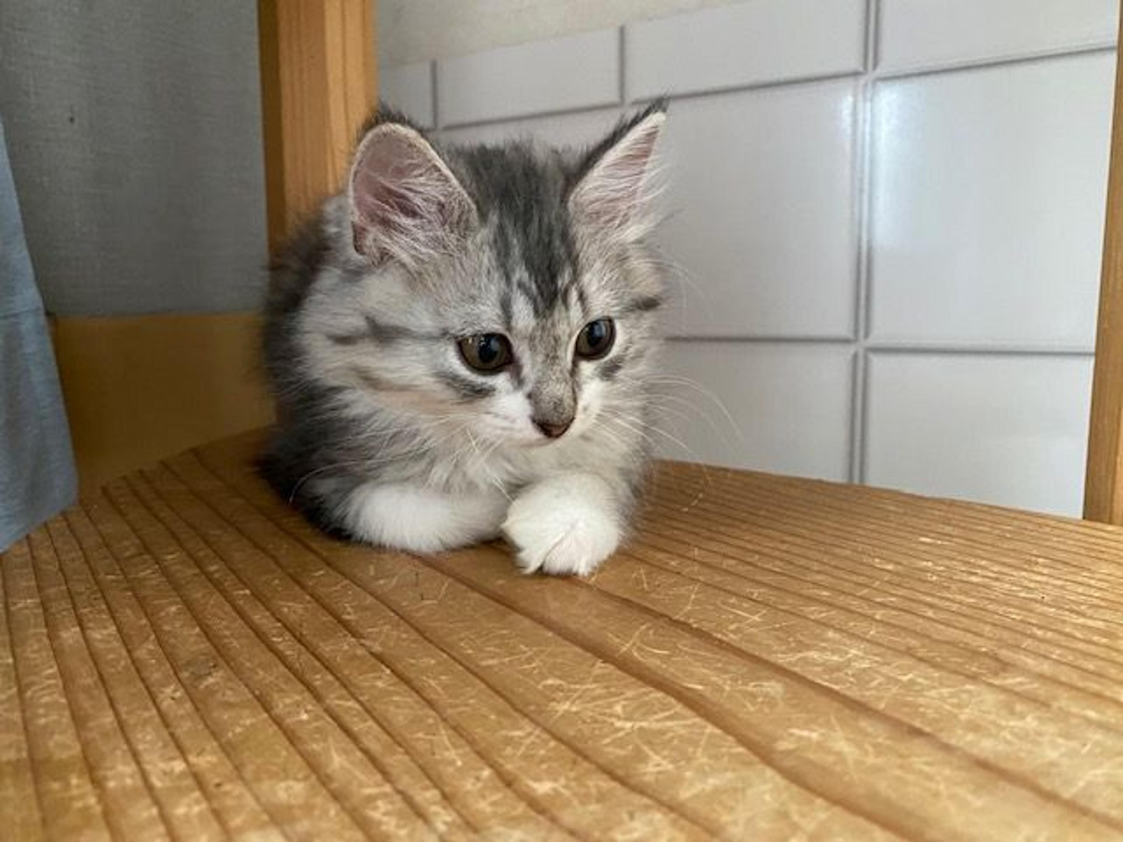 pet-image-4