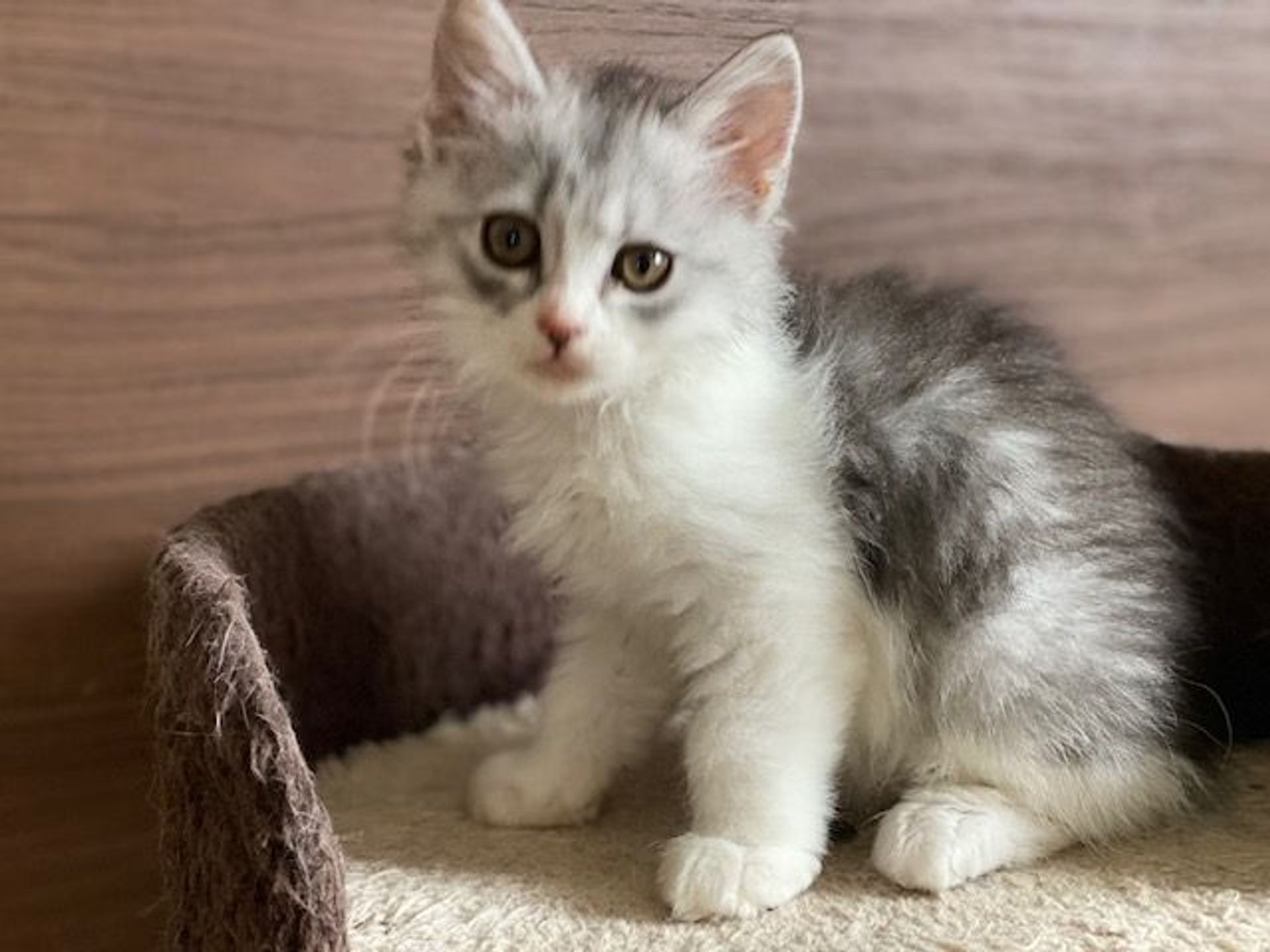雑種（ミックス猫）・メスの里親募集の写真