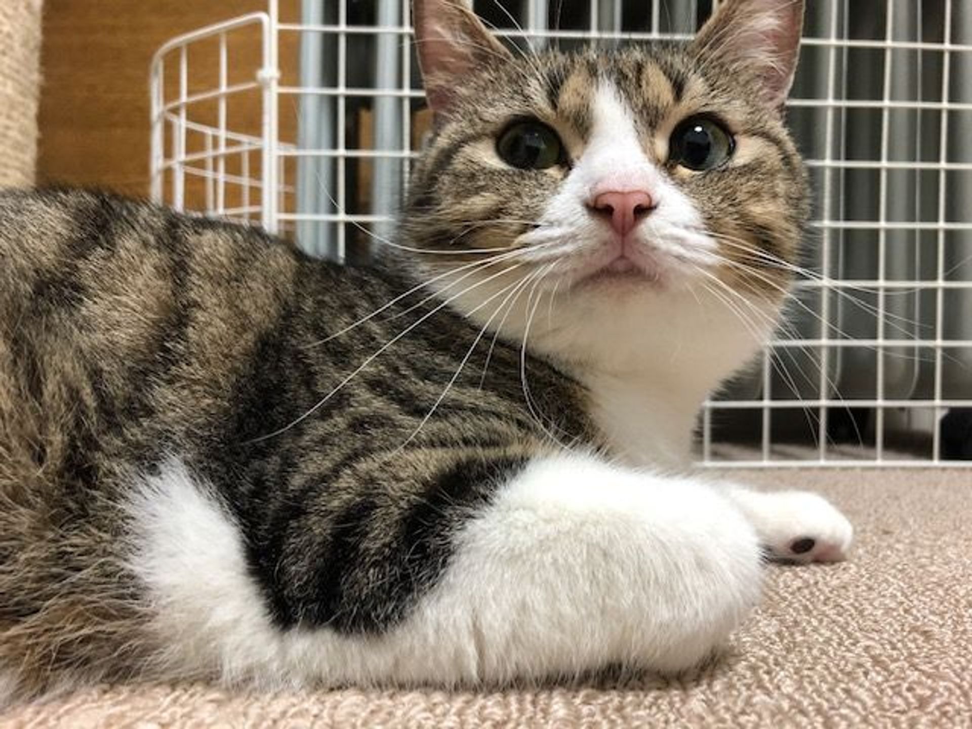 雑種（ミックス猫）・メスの里親募集の写真