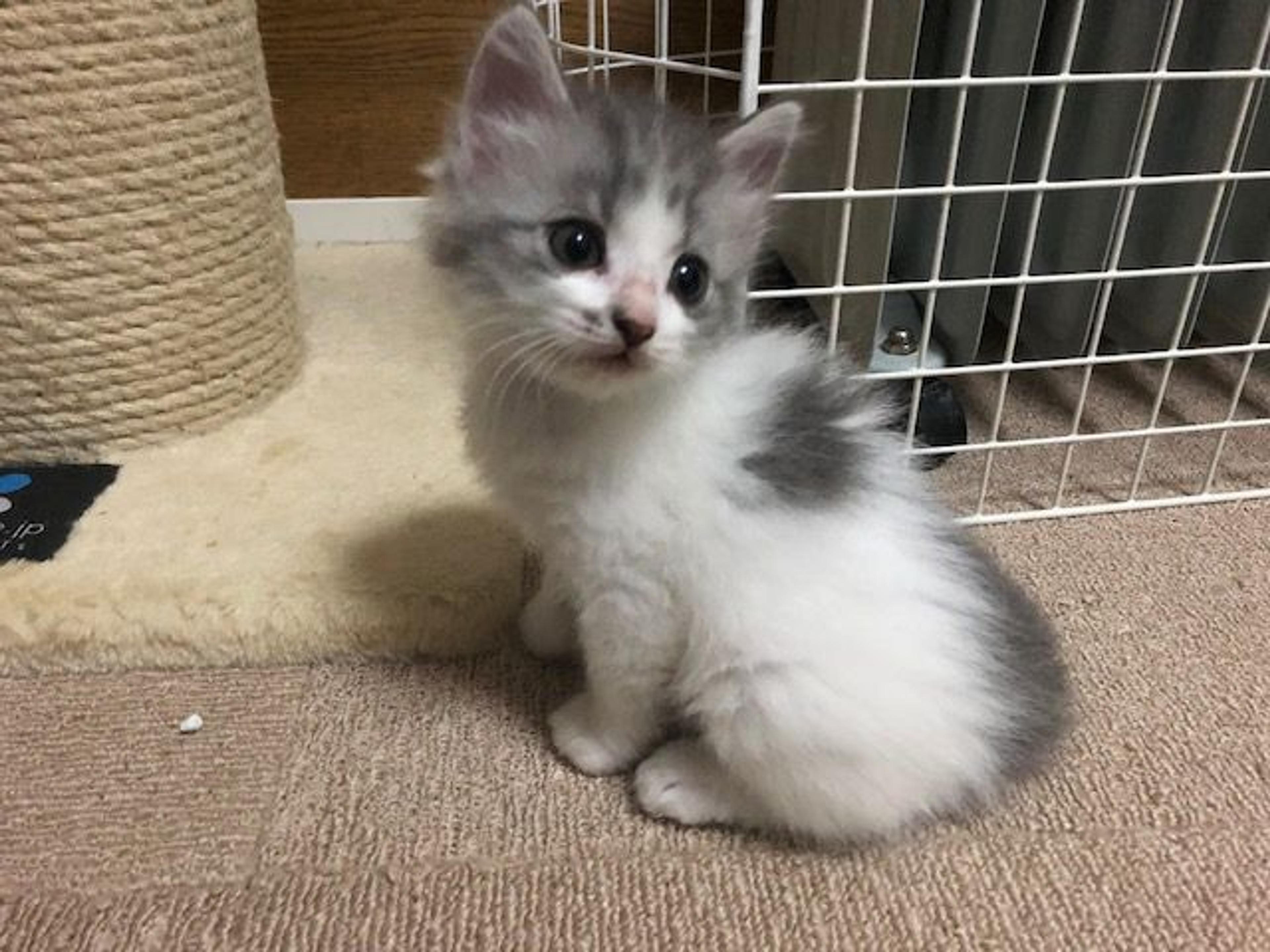 pet-image-2